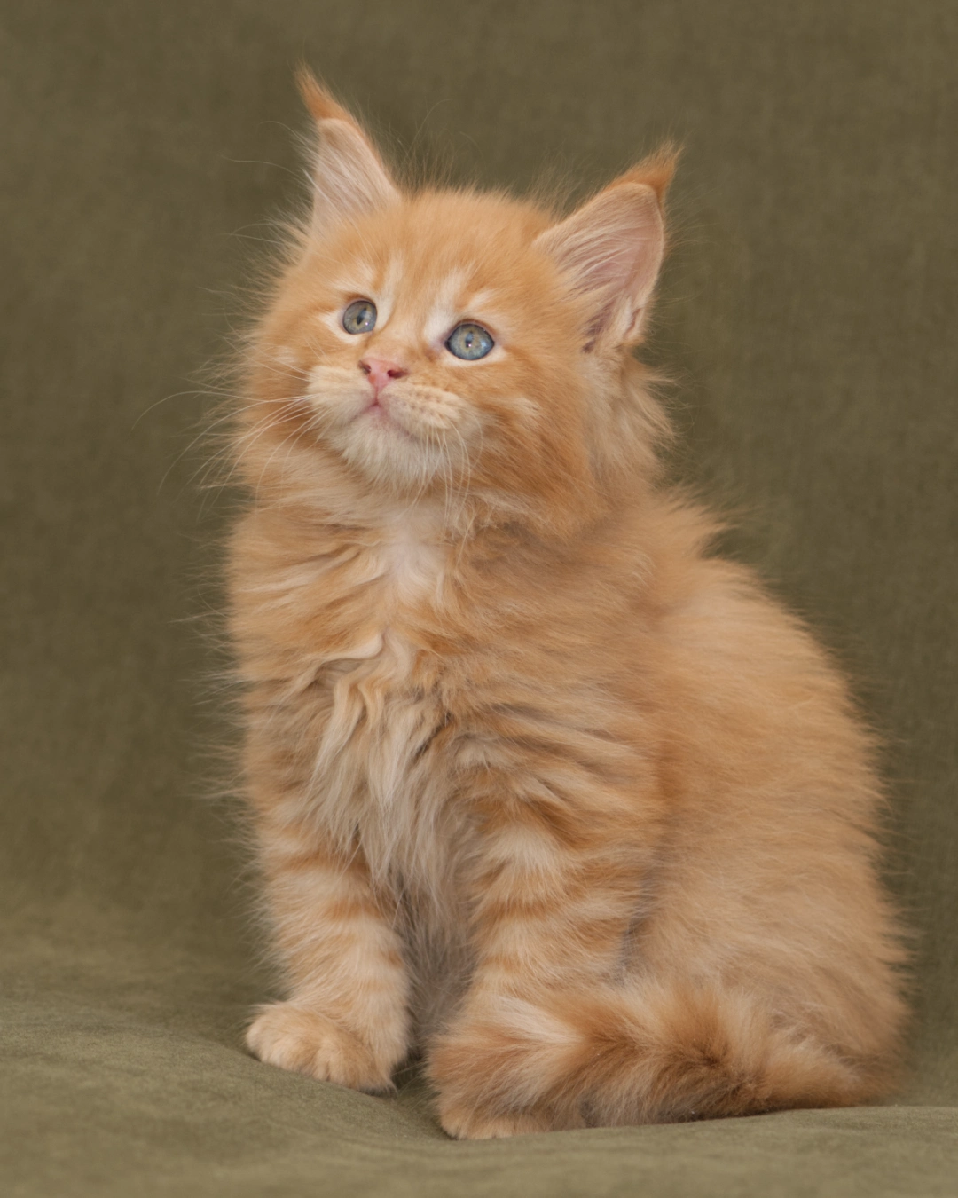 DLuxxy Maine Coon Sire