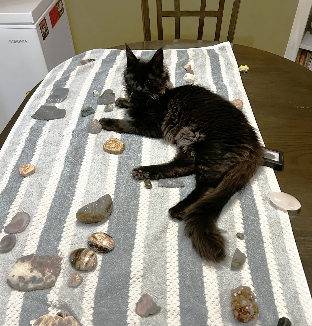 Grizzly solid black Maine Coon