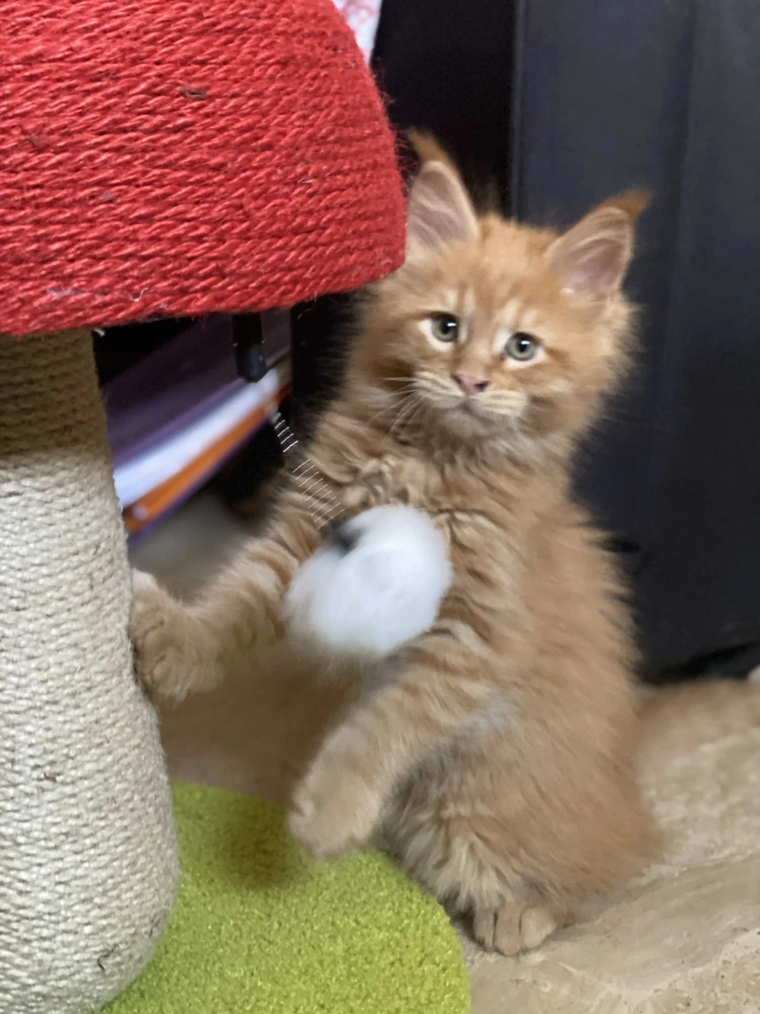 Mango