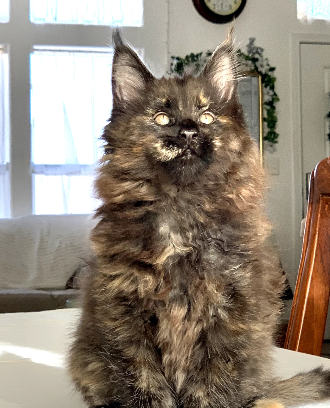 Maya