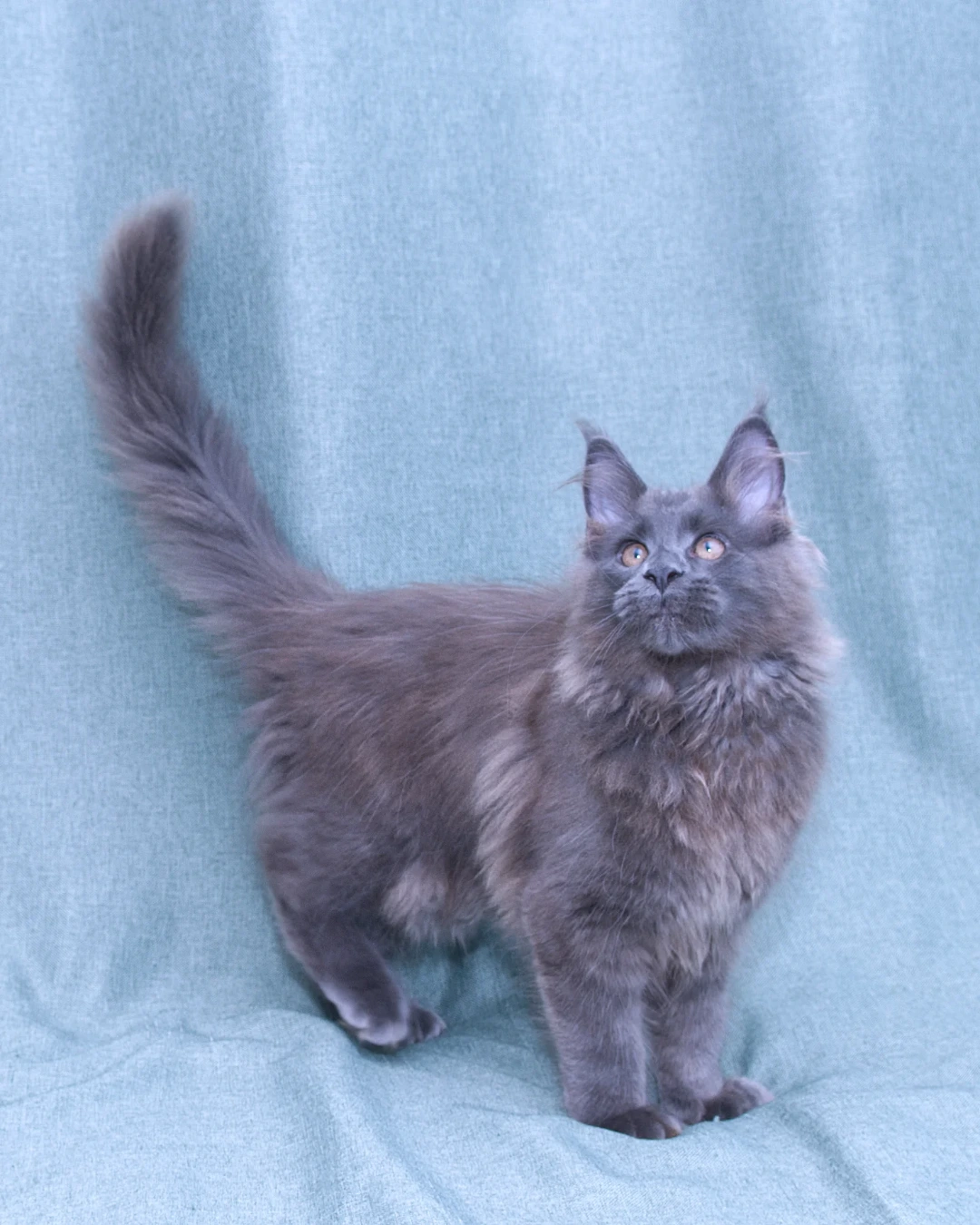 DLuxxy's rarest jewel: Remy, solid blue Maine Coon, standing at three months