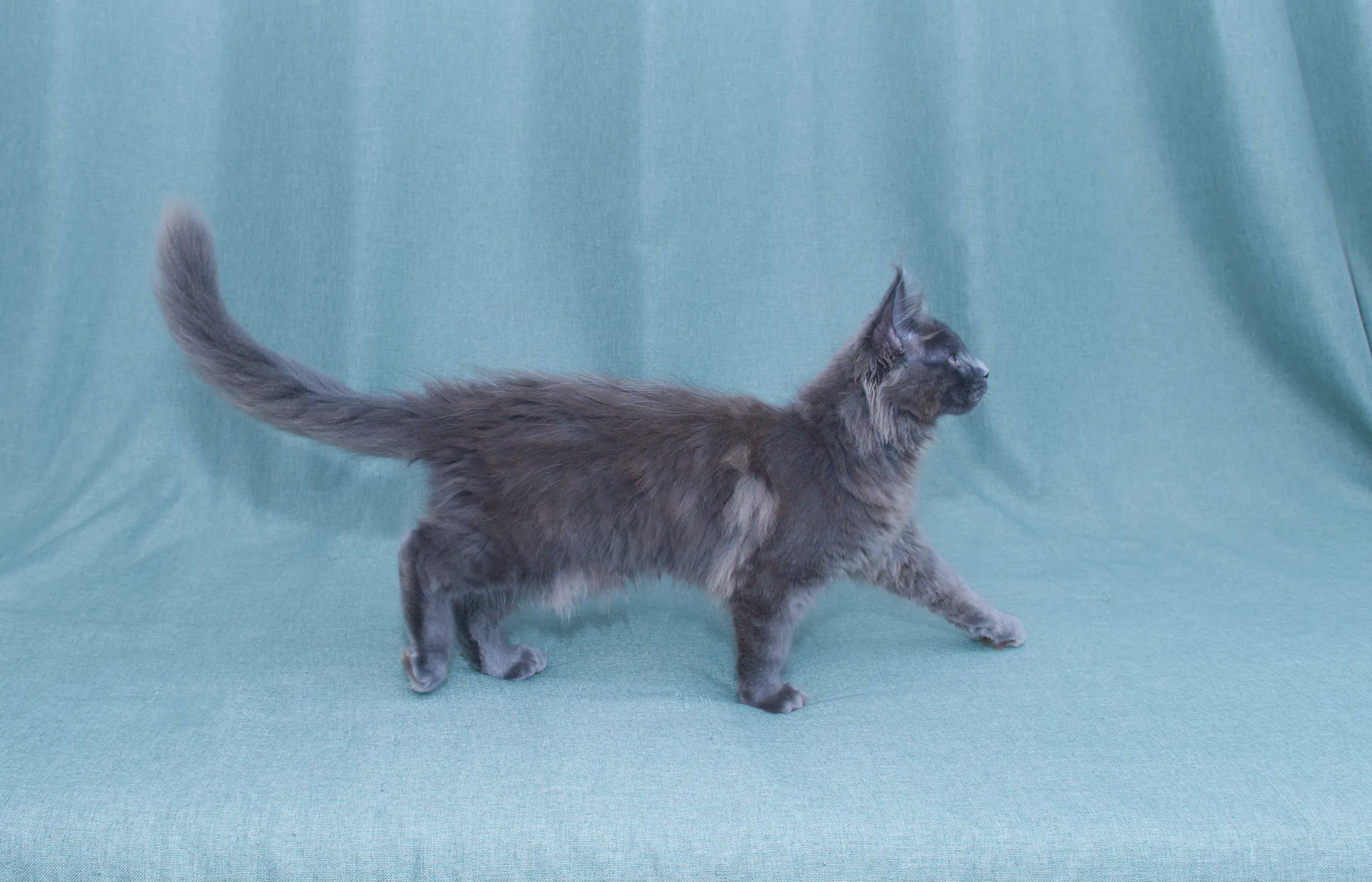 Remy – Rare Blue Maine Coon | DLuxxy