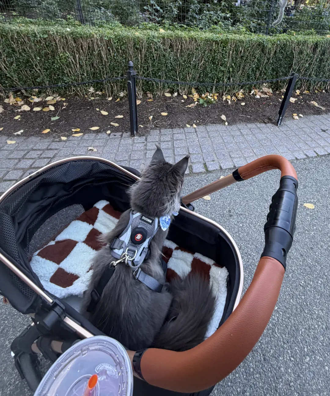 Remy's day out