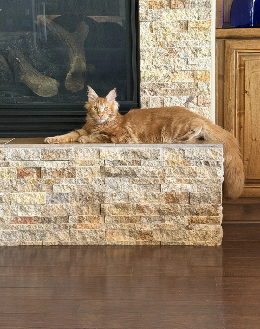 Viking, red tabby Maine Coon, lounging on a fireplace
