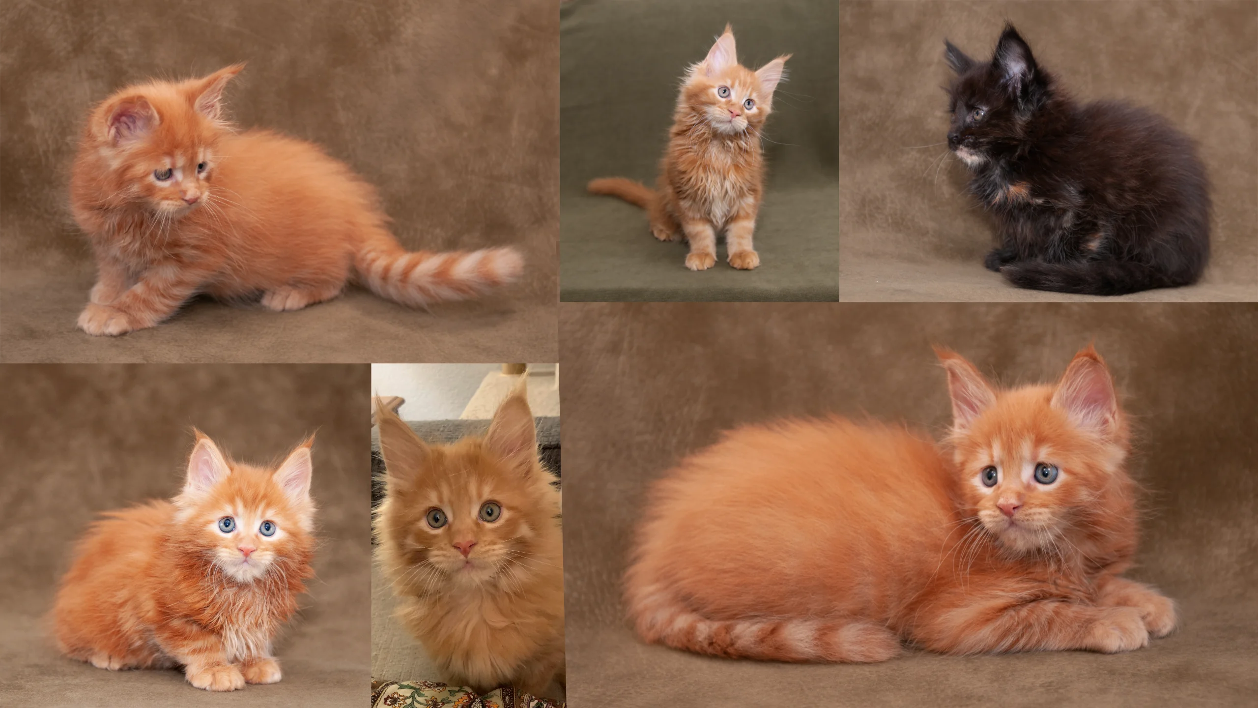 DLuxxy Kitten Quilt