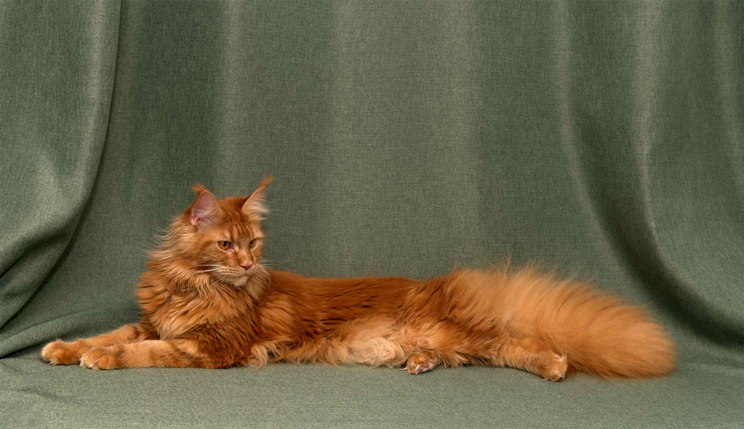 Fel d 1 Cat Allergen: The Protein Behind Your Sneezes and How to Manage It