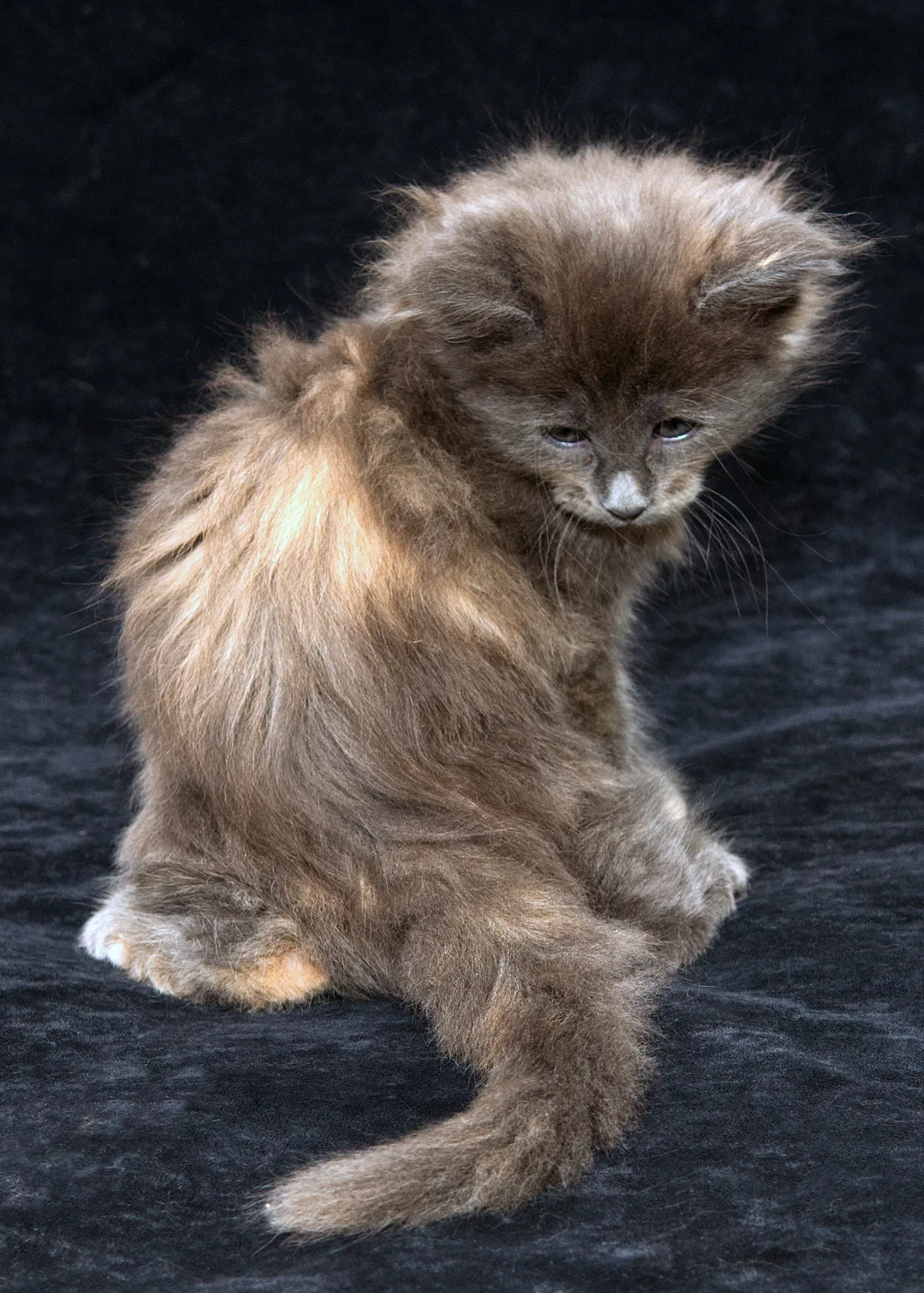Maine Coon kitten Ursa of DLuxxy snapshot profile