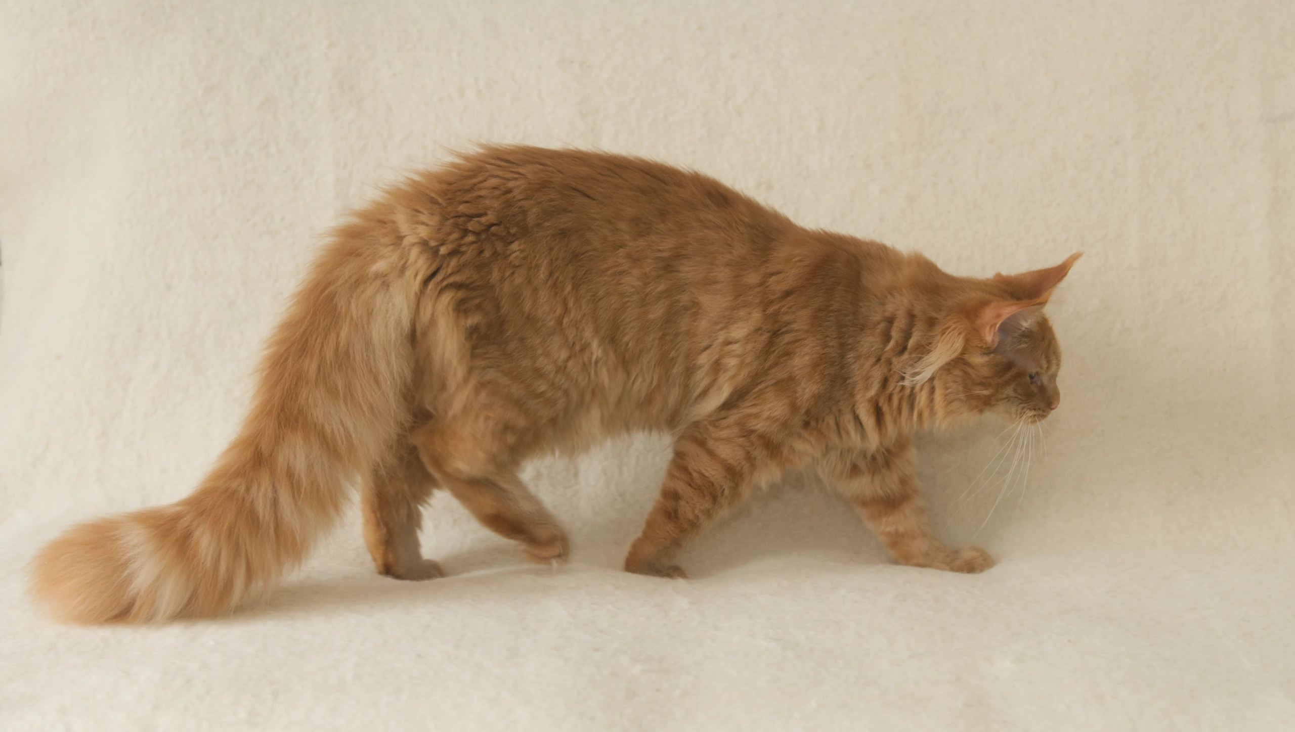 Aurum's Full Silhouette Layout Profile