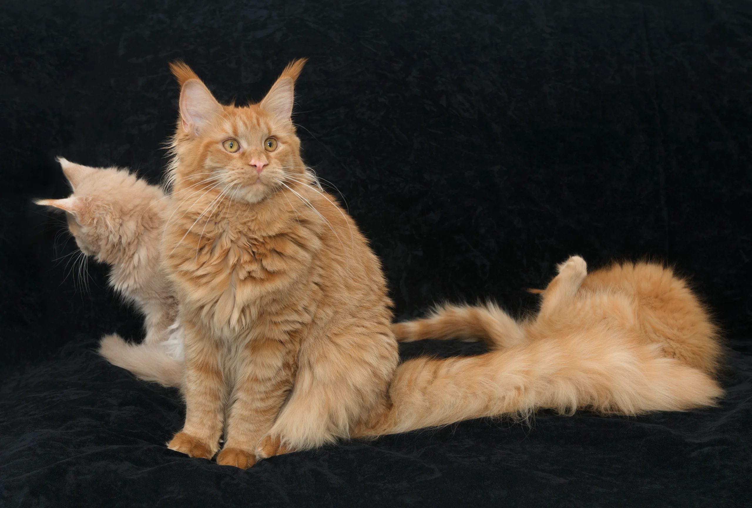 Blue Maine Coon Linden of DLuxxy