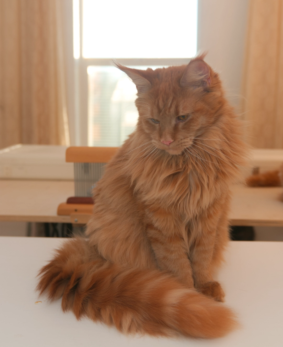 Blue Maine Coon Linden of DLuxxy