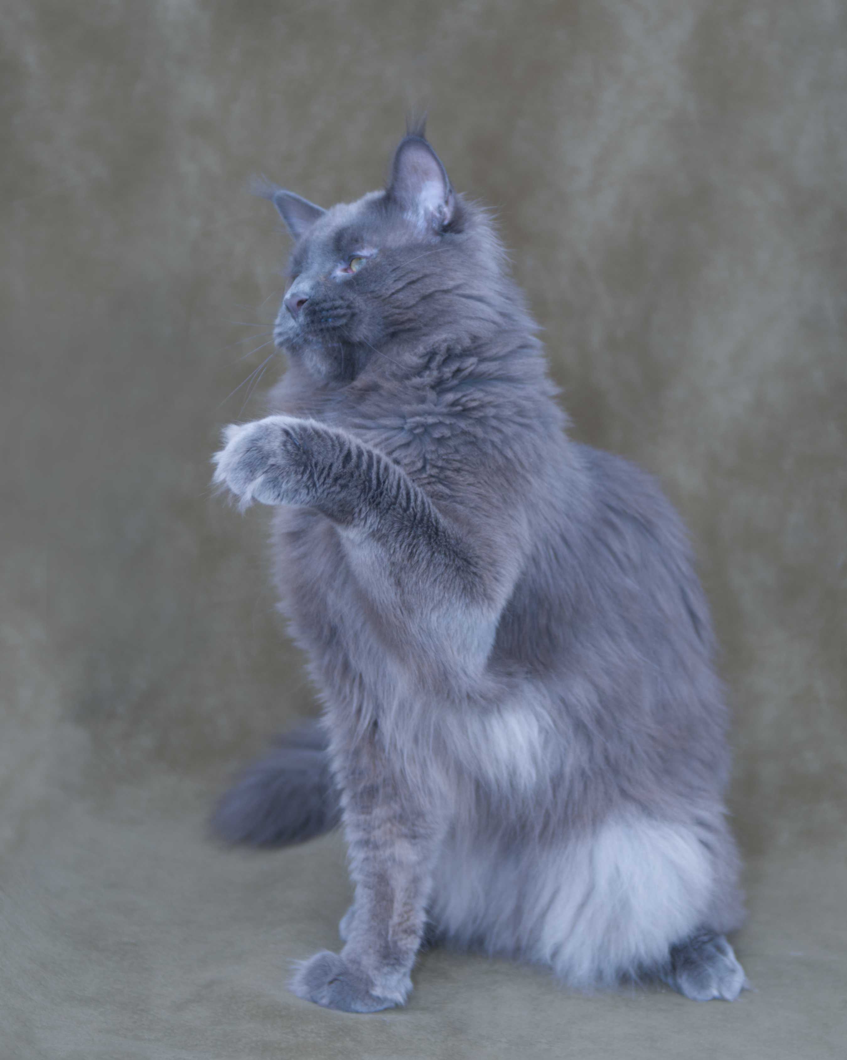 DLuxxy Maine Coon Sire