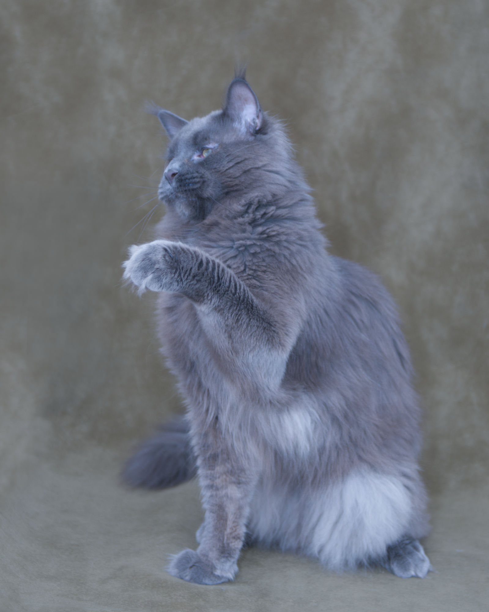 Nimbus: DLuxxy Preservational Maine Coon Sire