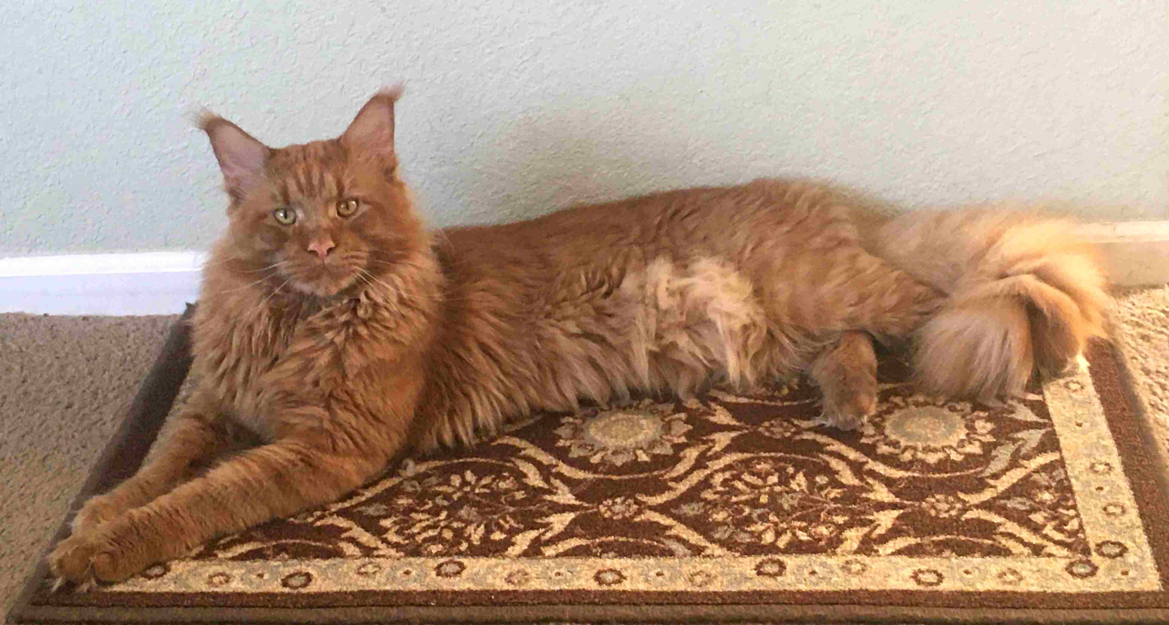 A beautiful Maine Coon cat