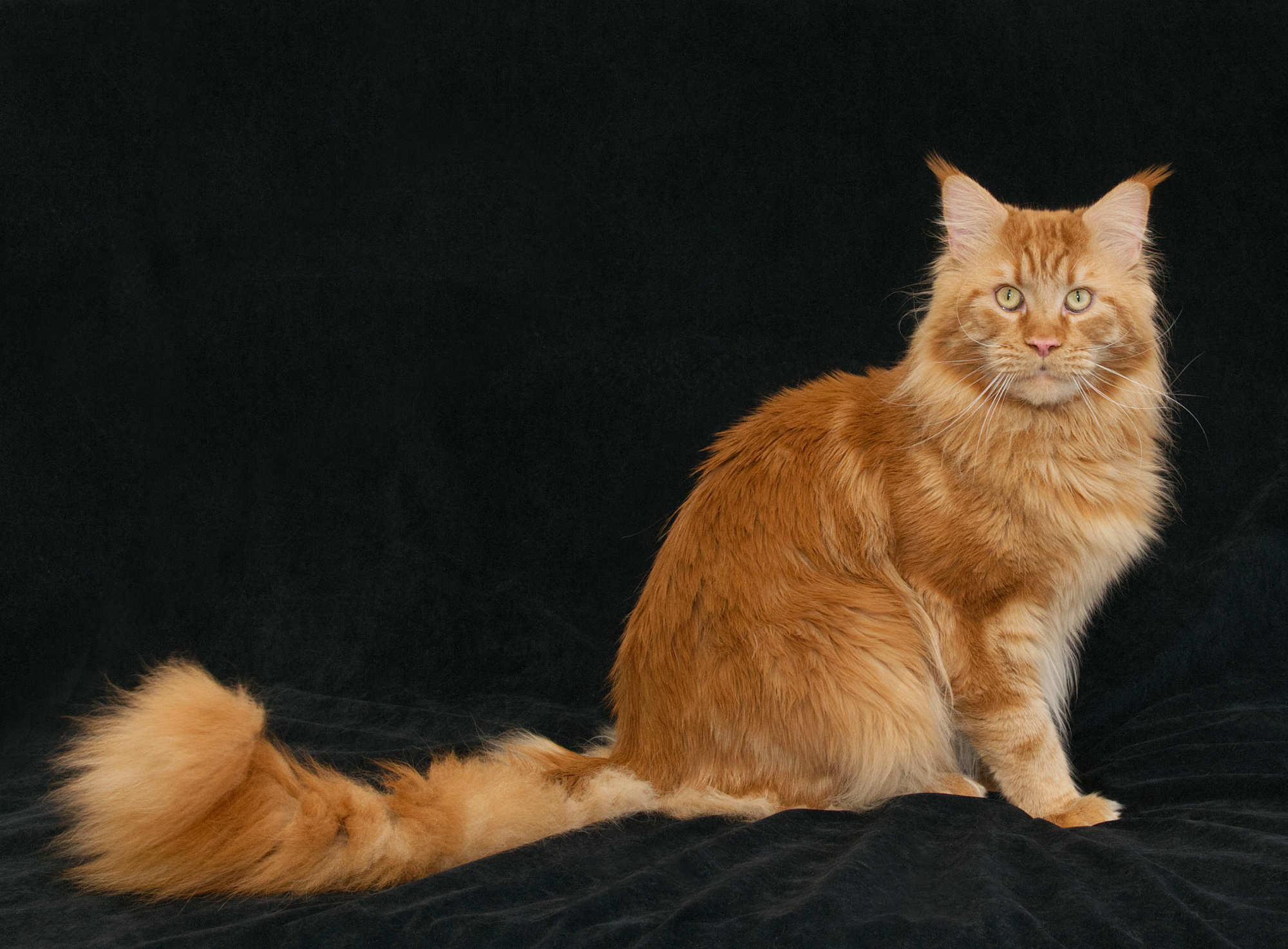 Sorbus: Foundation Maine Coon King of DLuxxy