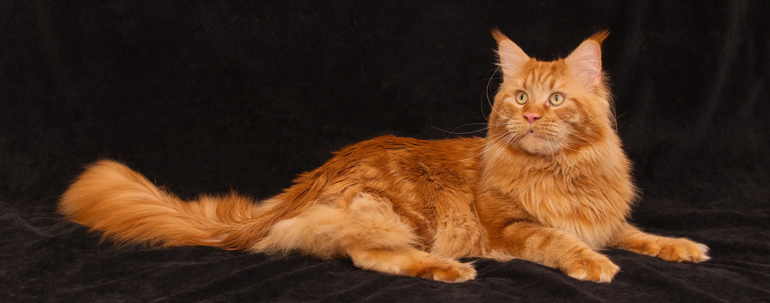 A beautiful red DLuxxy Maine Coon kitten Elara