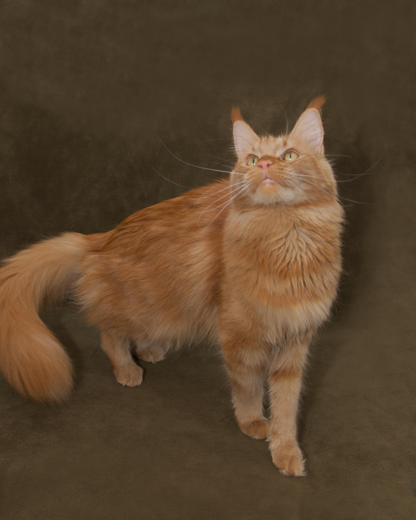 DLuxxy Maine Coon Foundation Queen