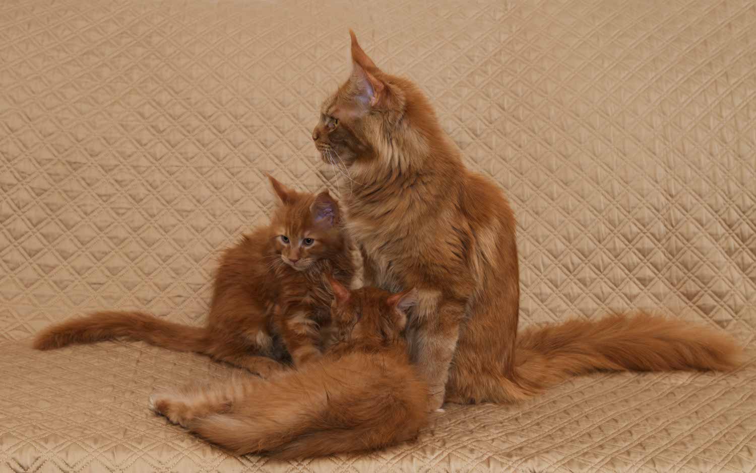 DLuxxy's Maine Coon mom with kittens illustration profile