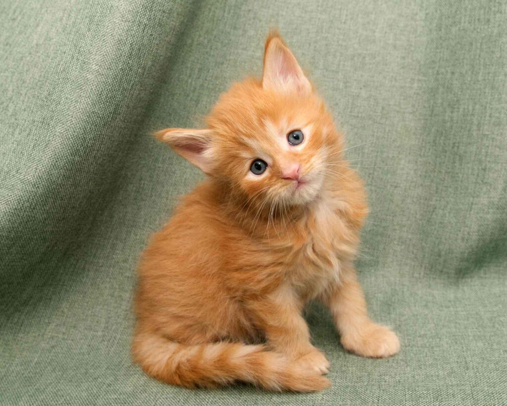 Maine Coon kitten Honey of DLuxxy snapshot profile