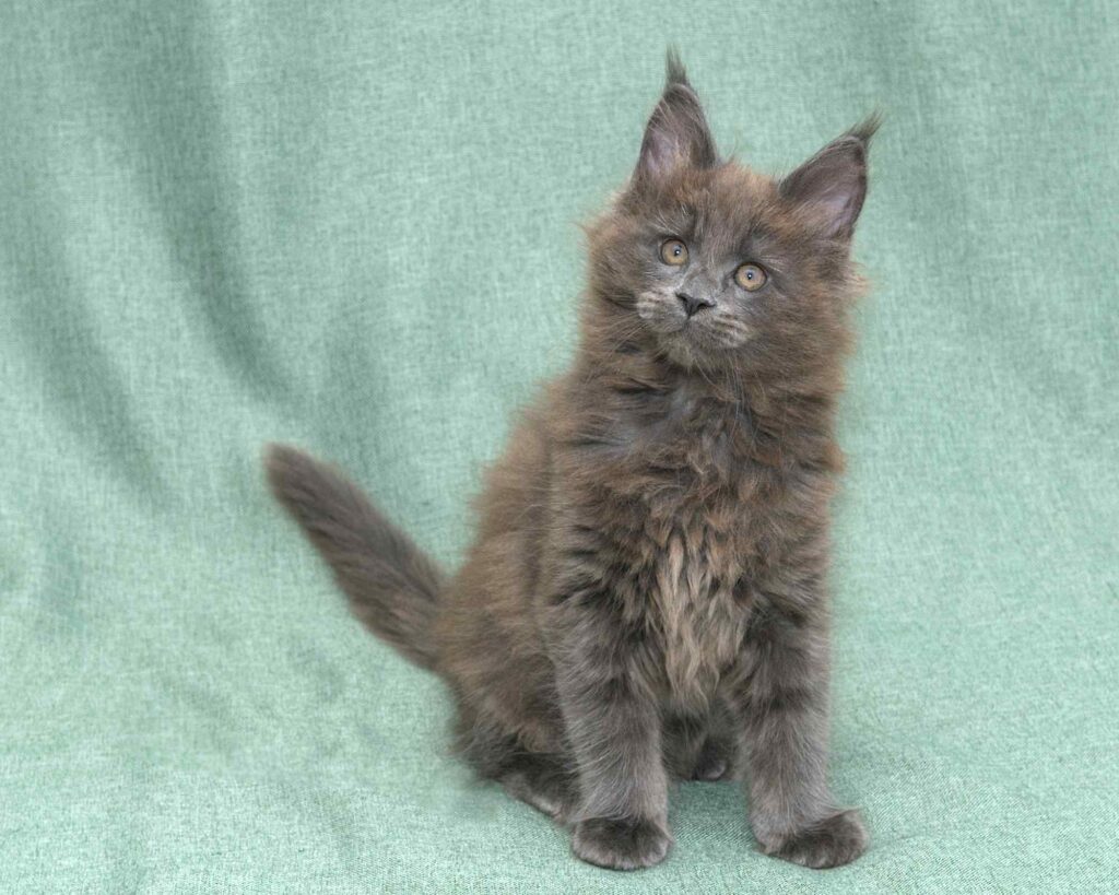 Available purebred Maine Coon kitten Linden of DLuxxy