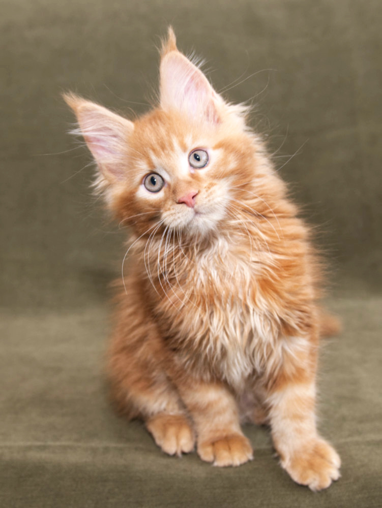 Purebred Maine Coon kitten Honey artwork summary view