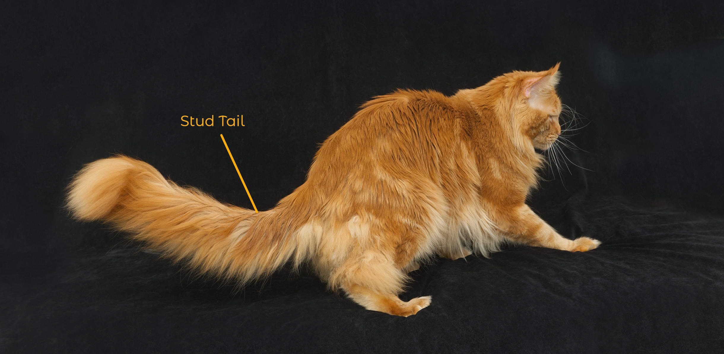 Stud tale on a male Maine Coon cat