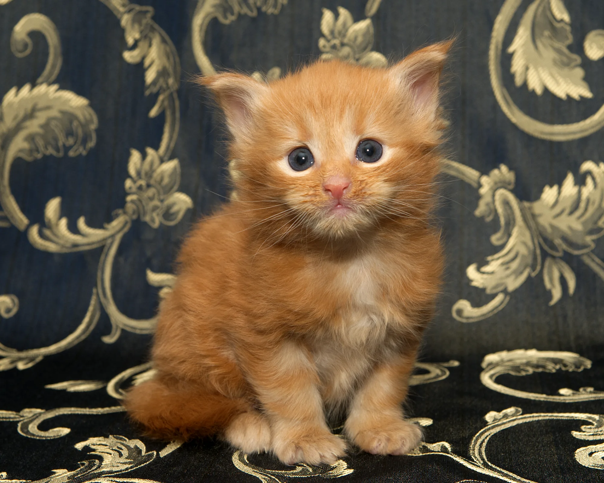 Red classic tabby Maine Coon Miel of DLuxxy