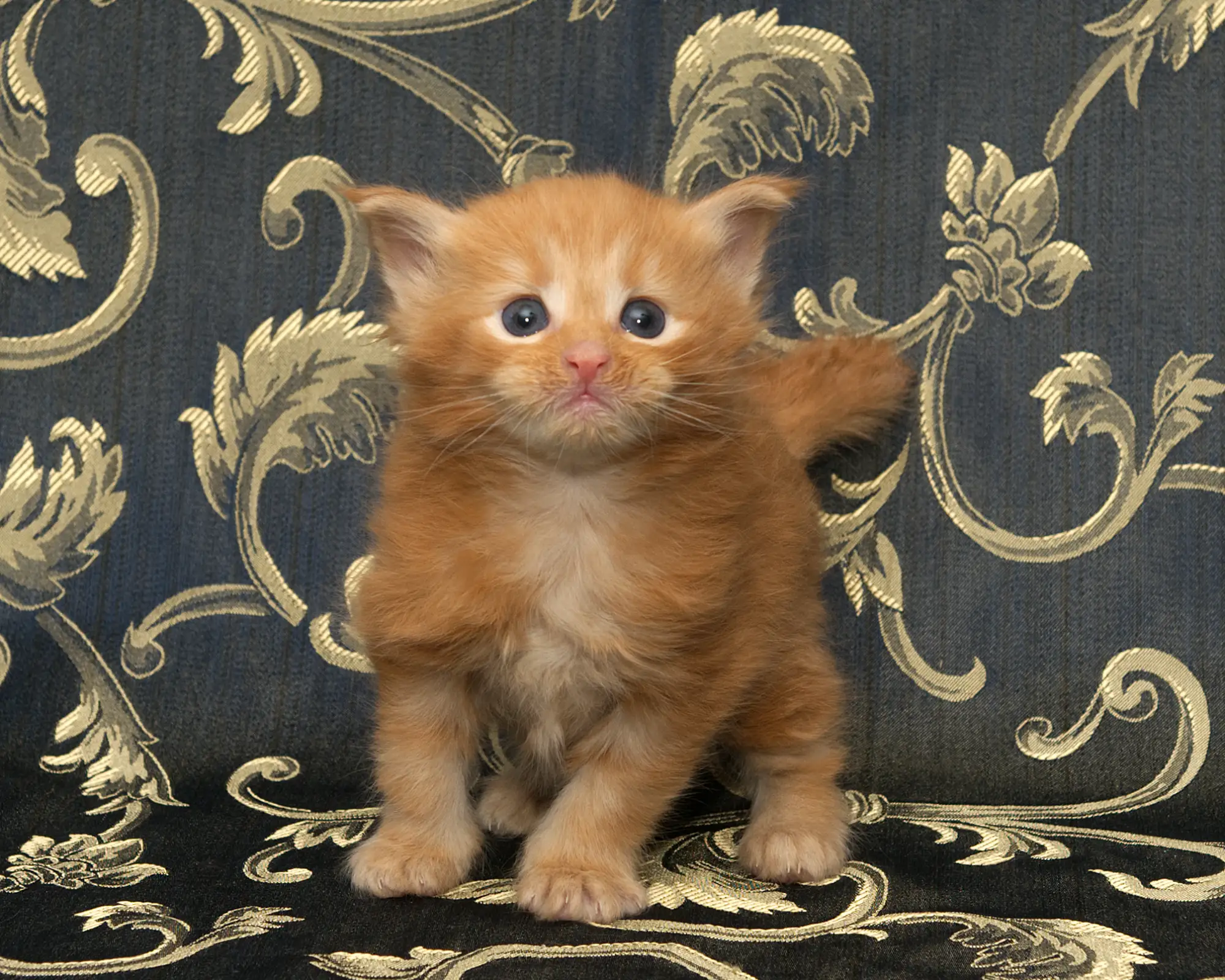 Red classic tabby Maine Coon Miel of DLuxxy