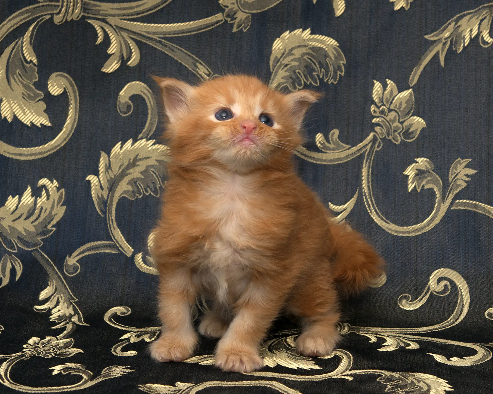 Red classic tabby Maine Coon Miel of DLuxxy
