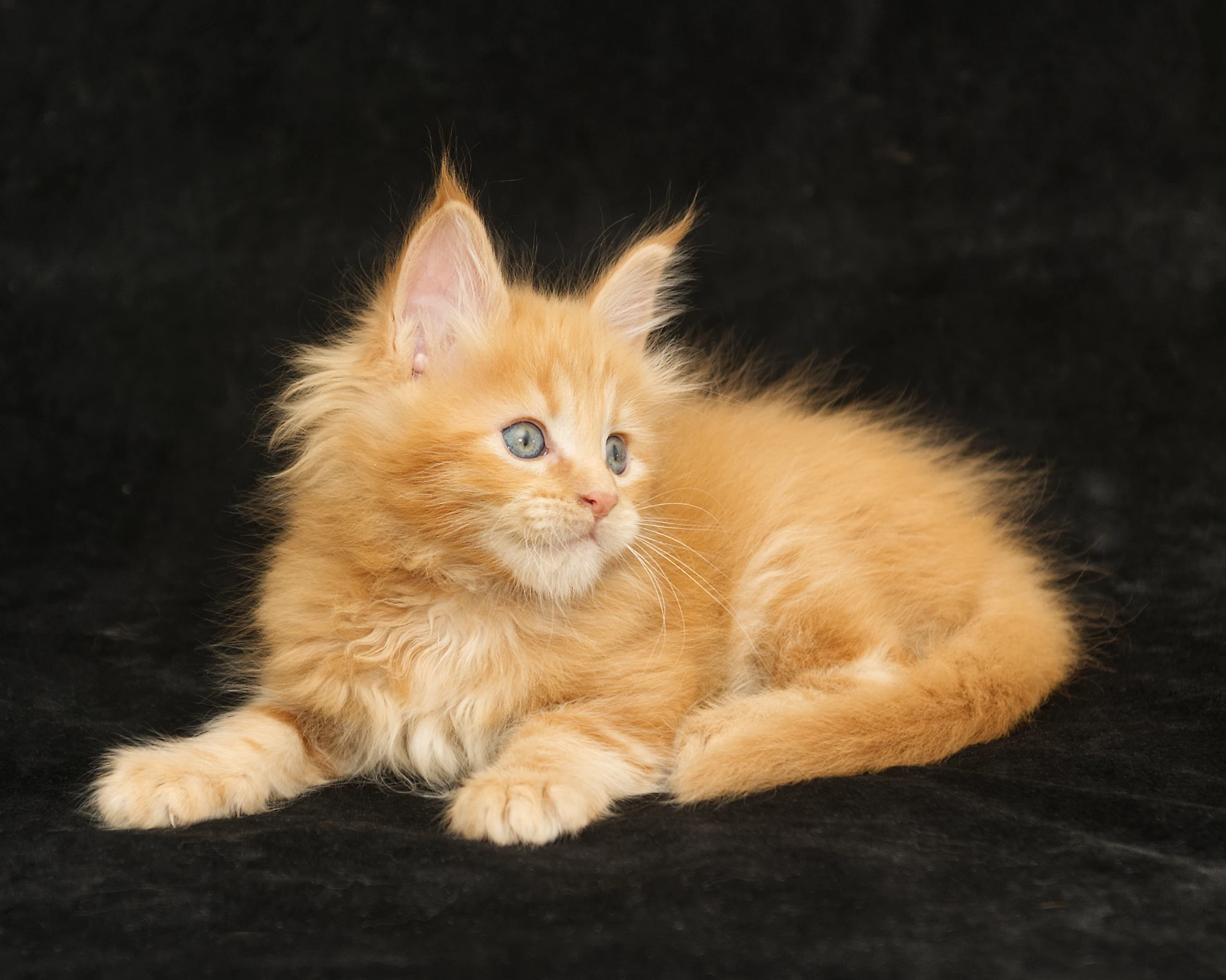 Red classic tabby Maine Coon Miel of DLuxxy