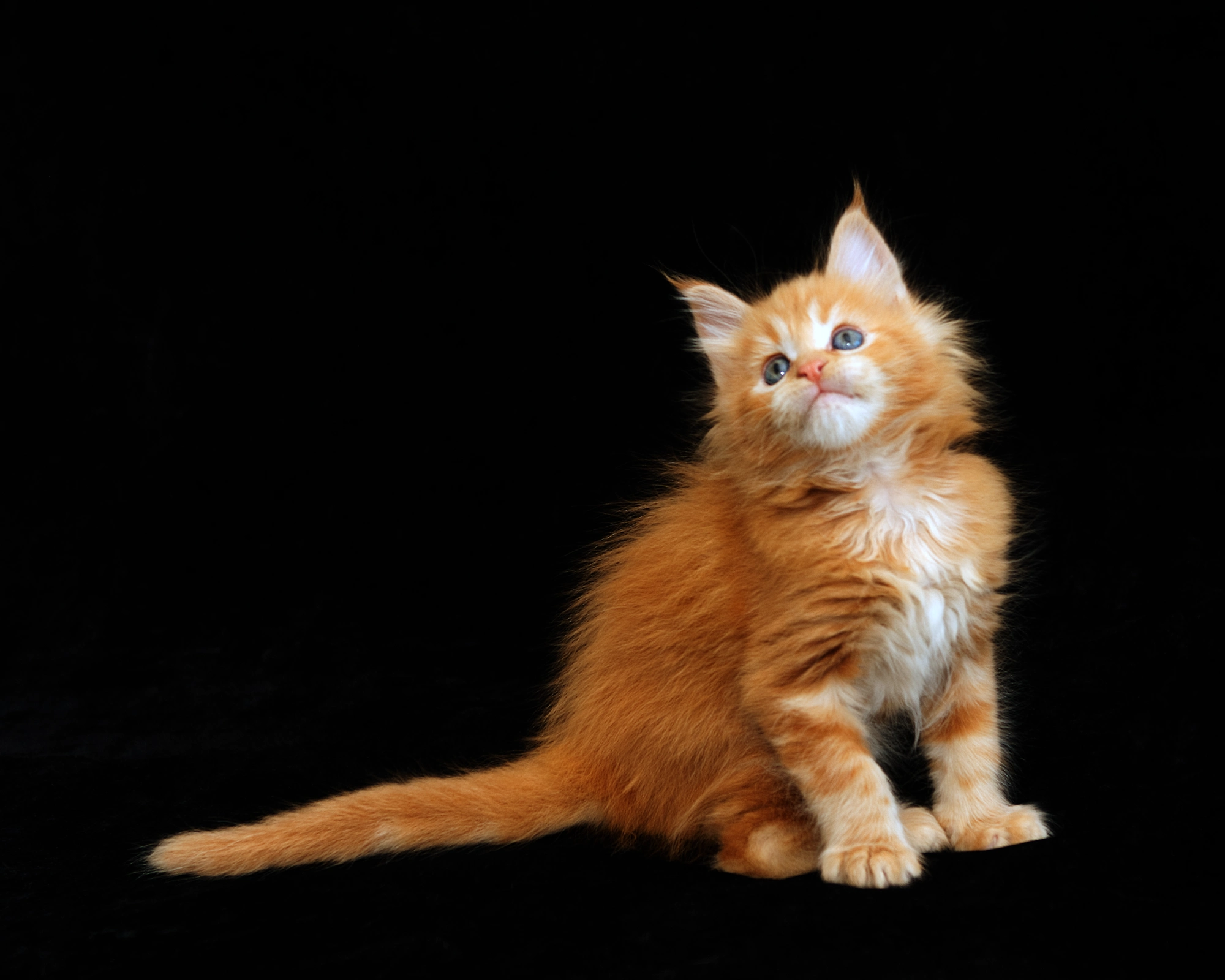 Red classic tabby Maine Coon Miel of DLuxxy