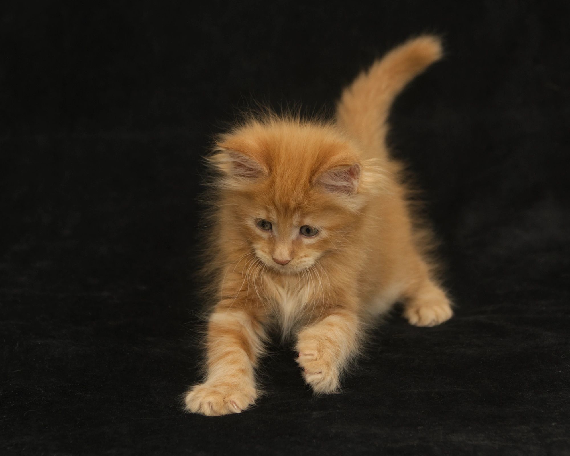 Red classic tabby Maine Coon Miel of DLuxxy
