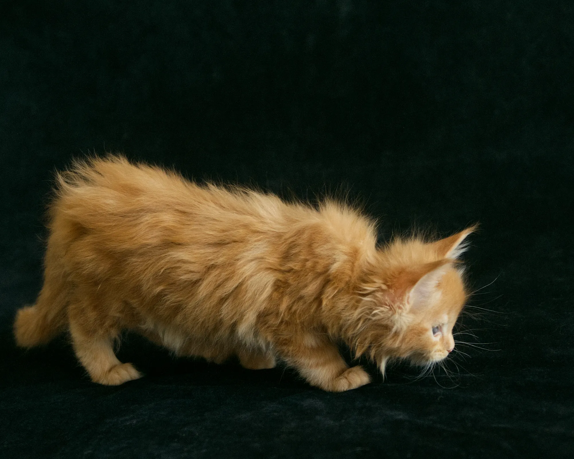 Red classic tabby Maine Coon Miel of DLuxxy