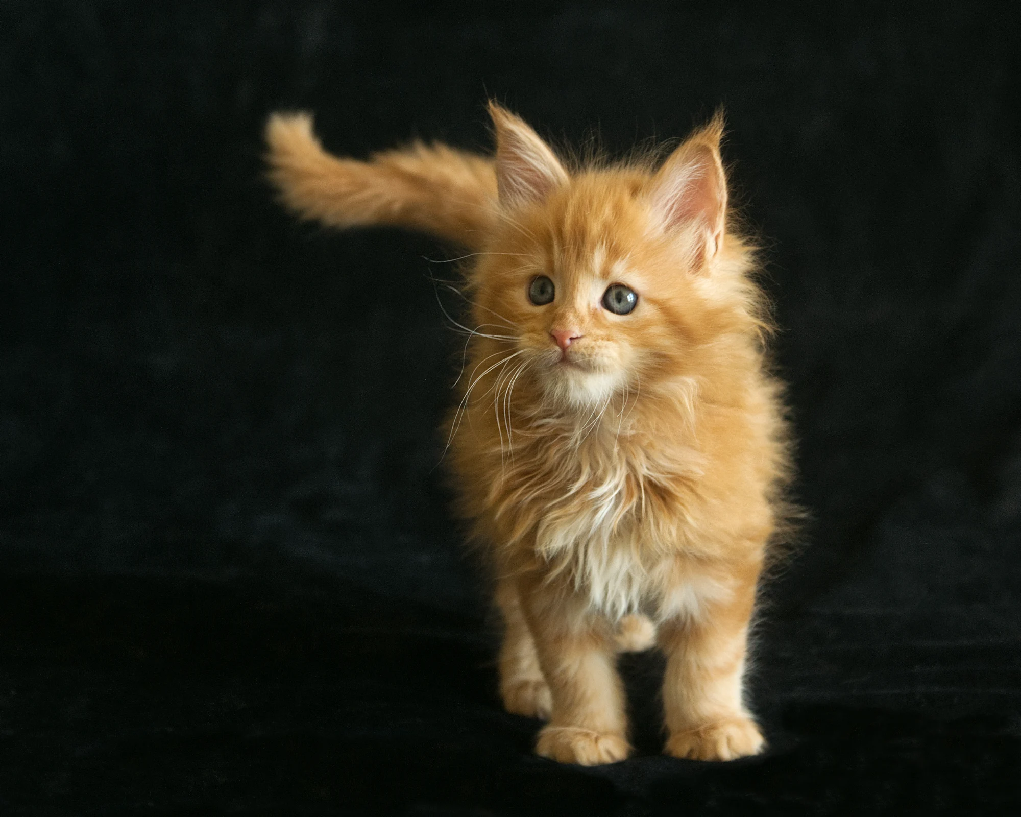 Red classic tabby Maine Coon Miel of DLuxxy