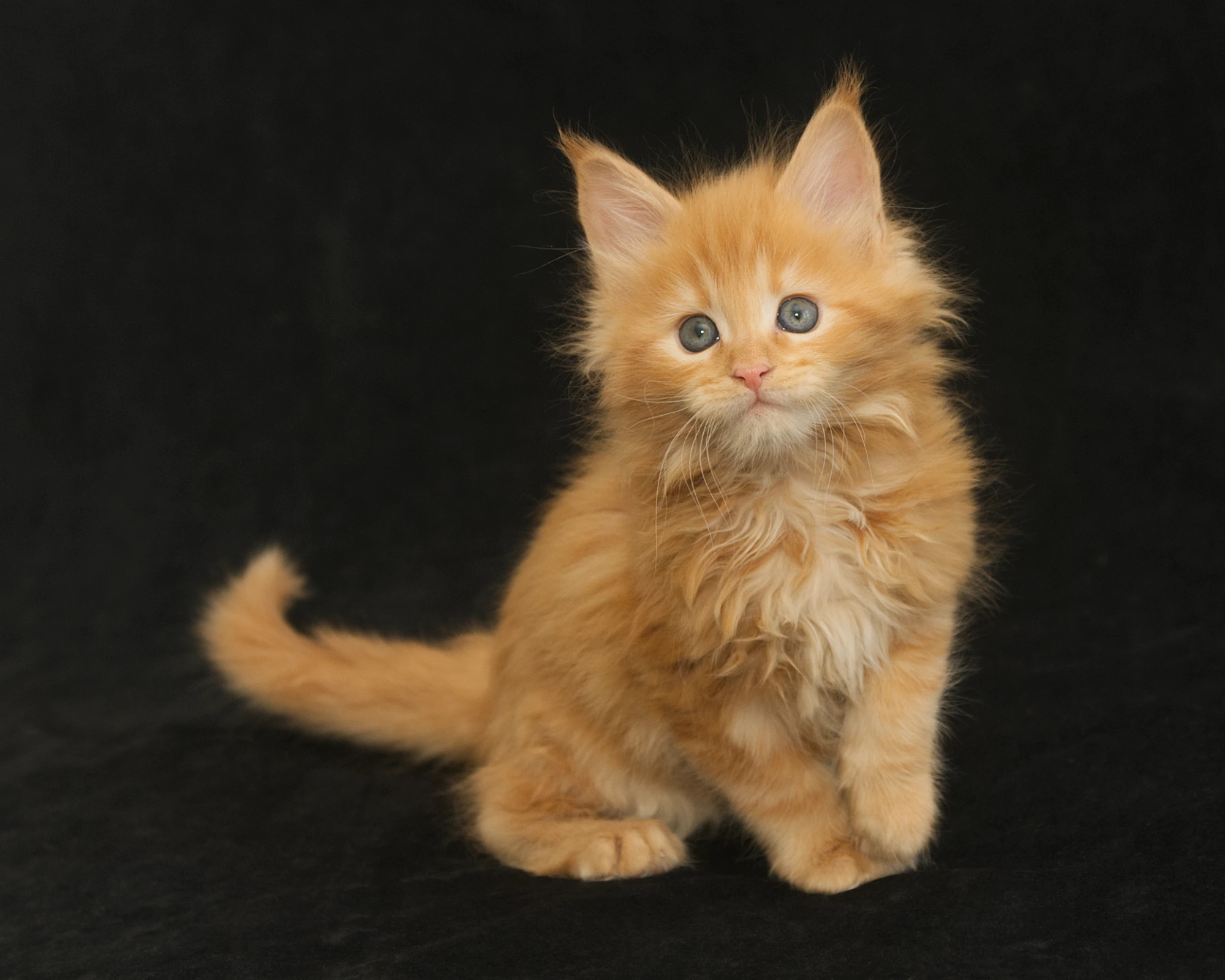 Red classic tabby Maine Coon Miel of DLuxxy