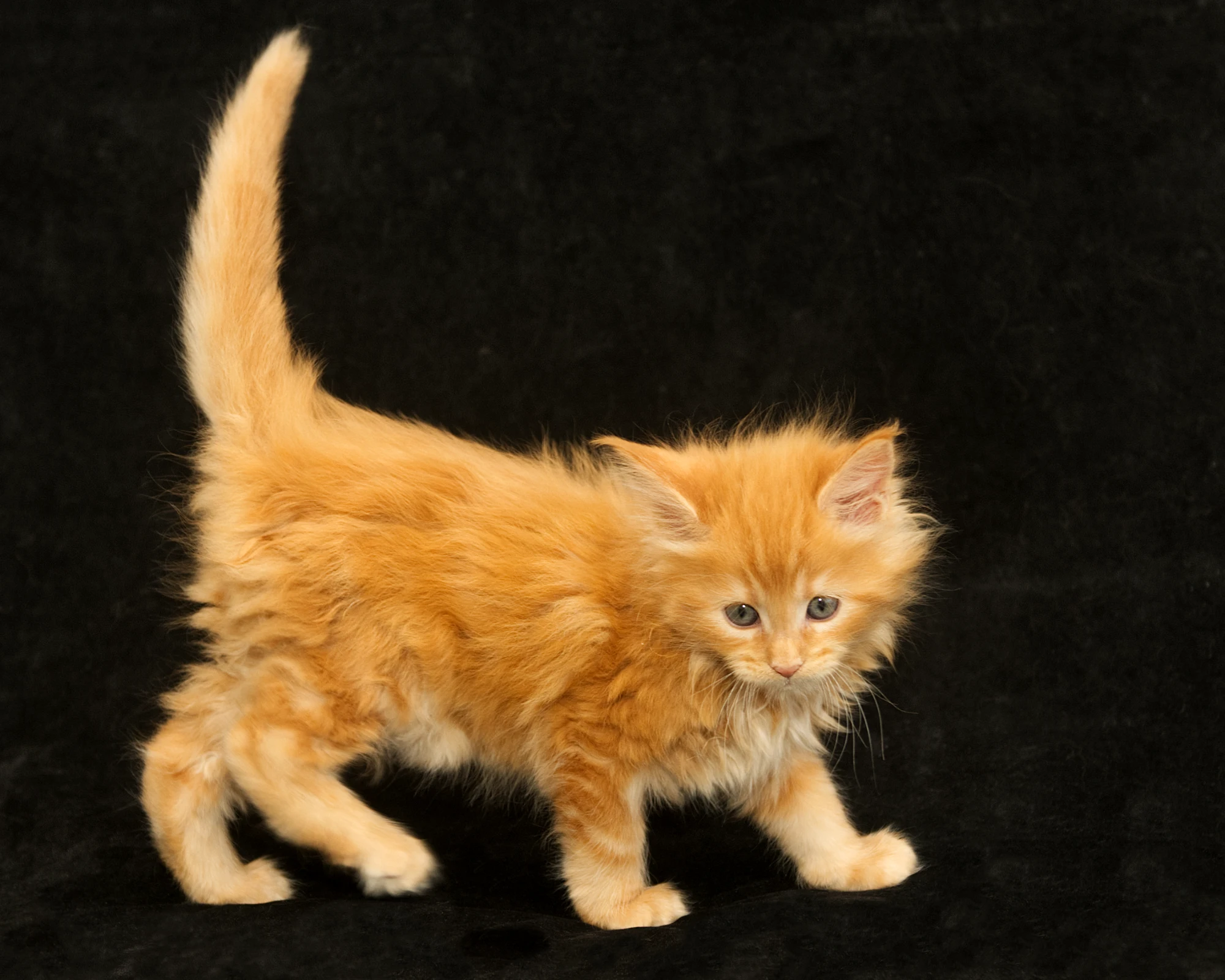 Red classic tabby Maine Coon Miel of DLuxxy