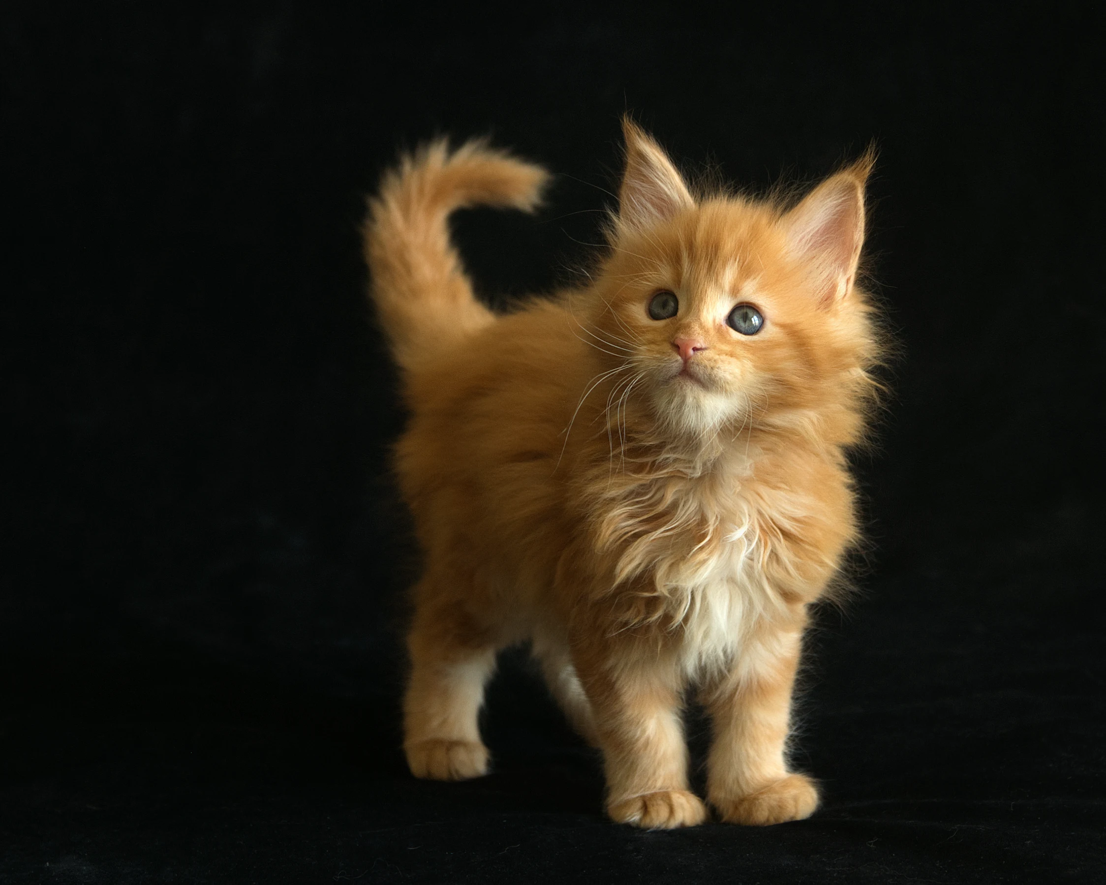 Red classic tabby Maine Coon Miel of DLuxxy