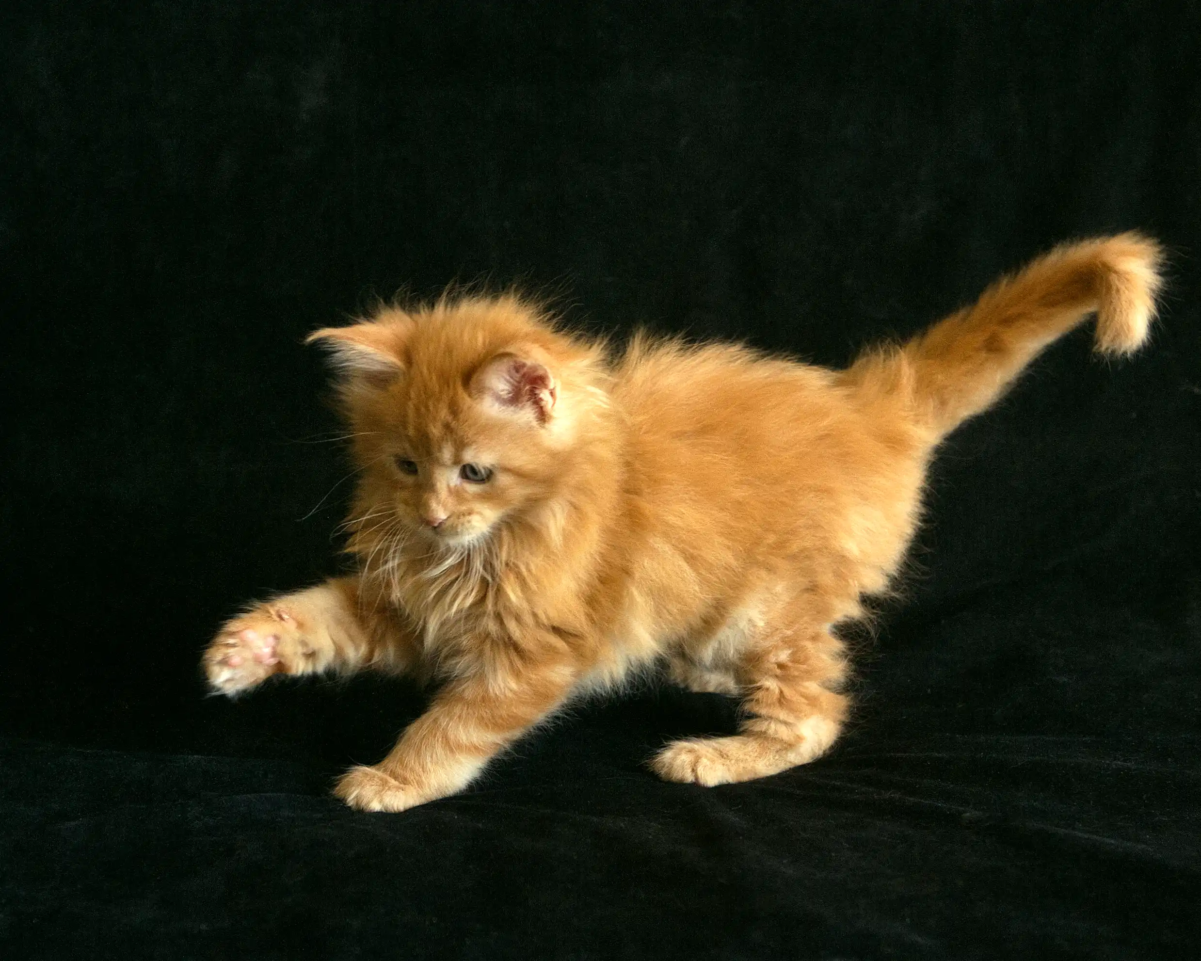 Red classic tabby Maine Coon Miel of DLuxxy