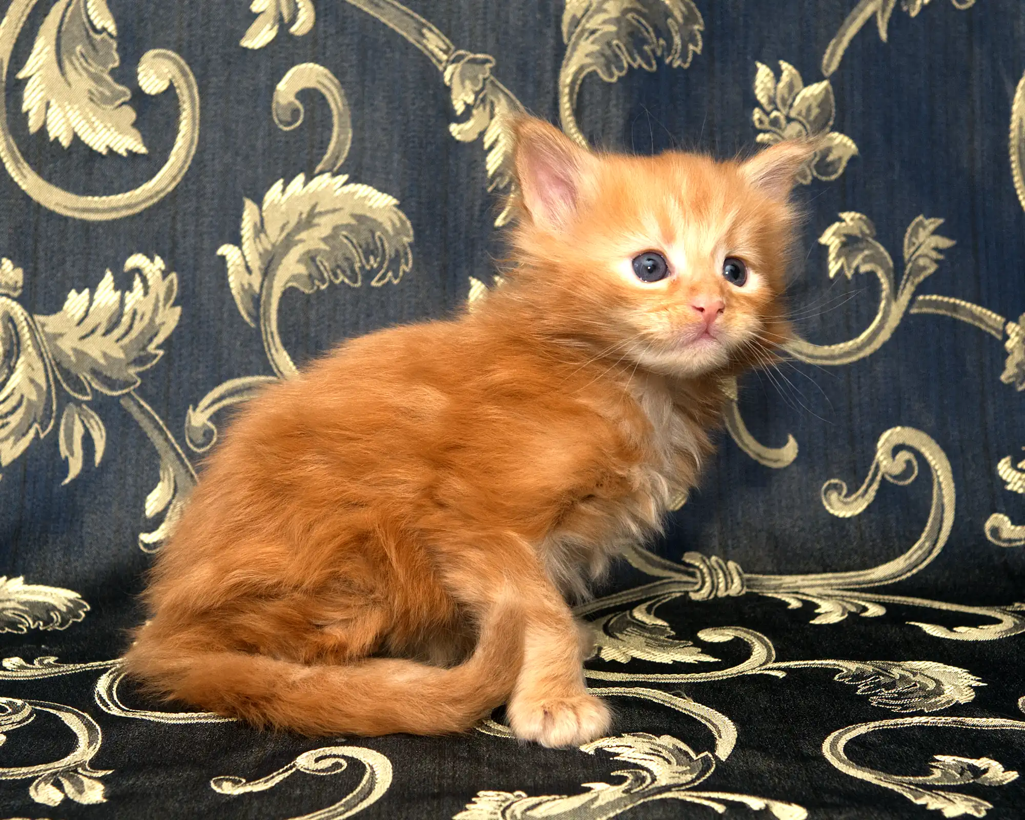 Red classic tabby Maine Coon Kitten Radiant of DLuxxy