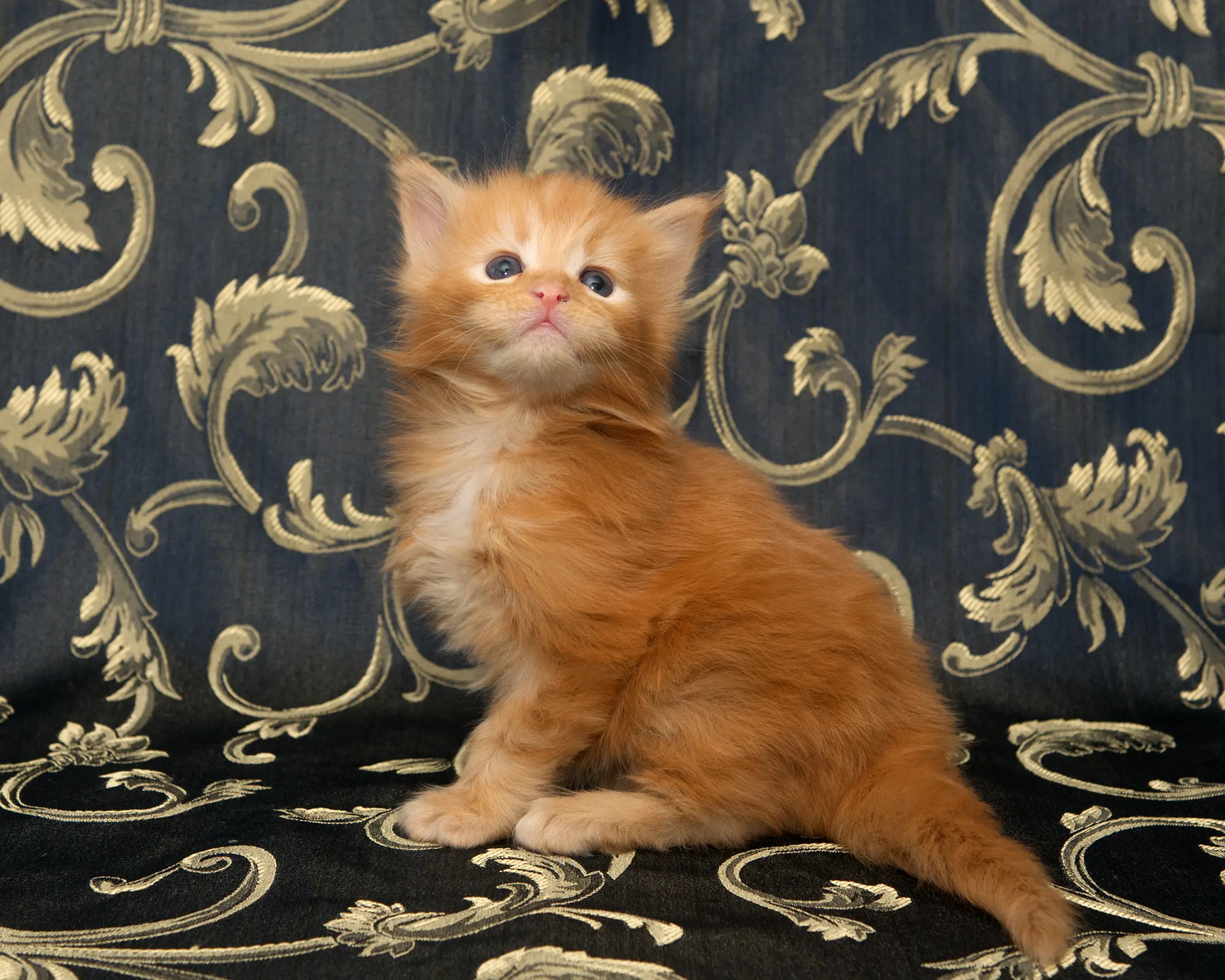 Red classic tabby Maine Coon Kitten Radiant of DLuxxy