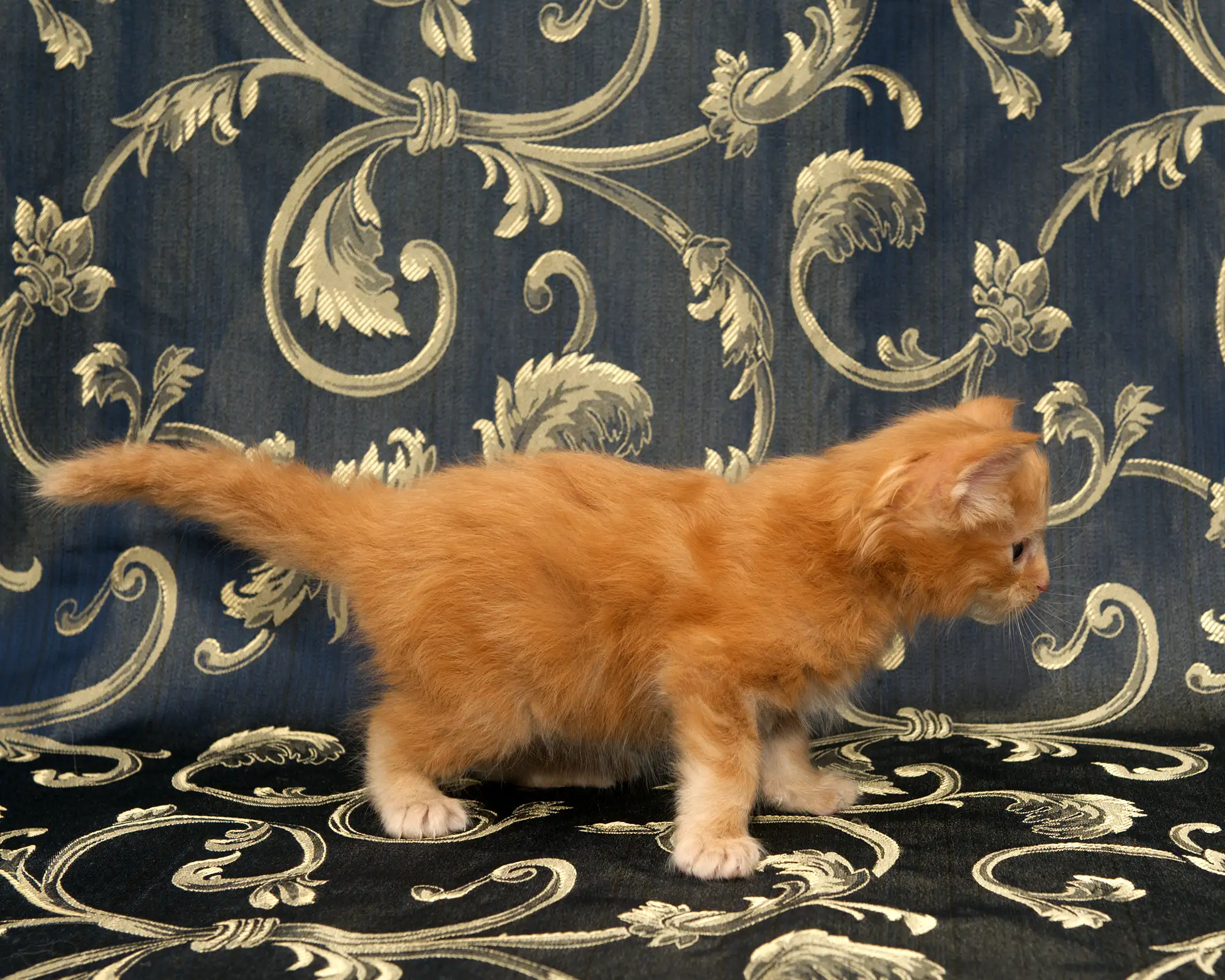 Red classic tabby Maine Coon Kitten Radiant of DLuxxy