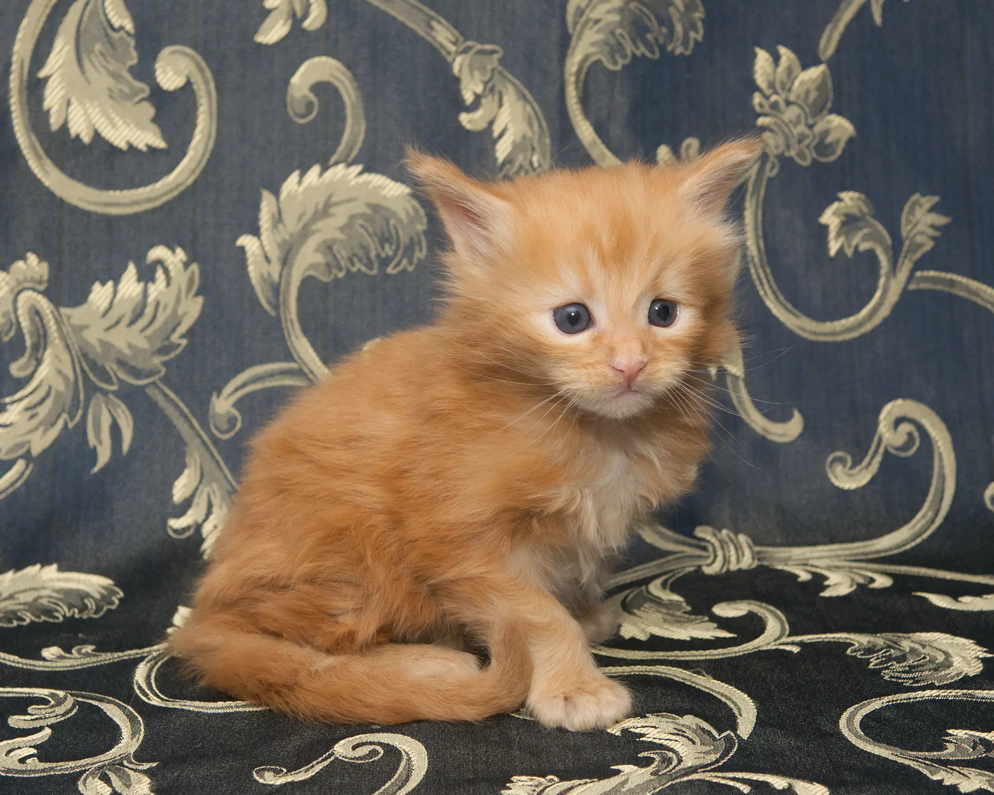 Red classic tabby Maine Coon Kitten Radiant of DLuxxy