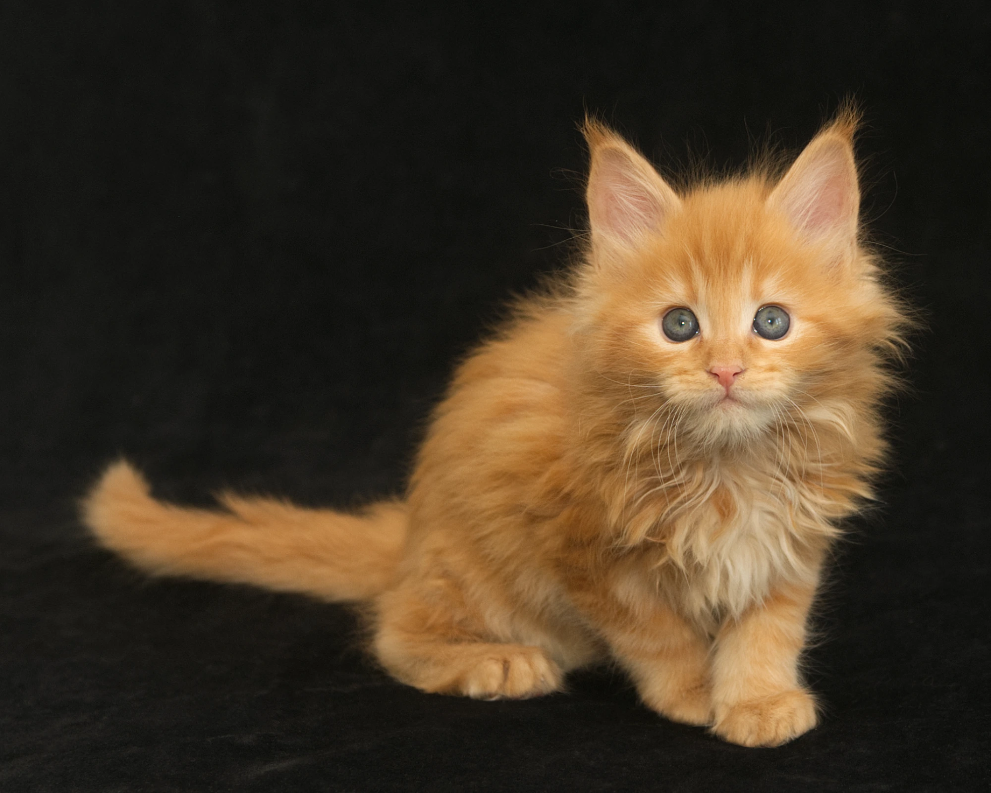 Red classic tabby Maine Coon Kitten Radiant of DLuxxy