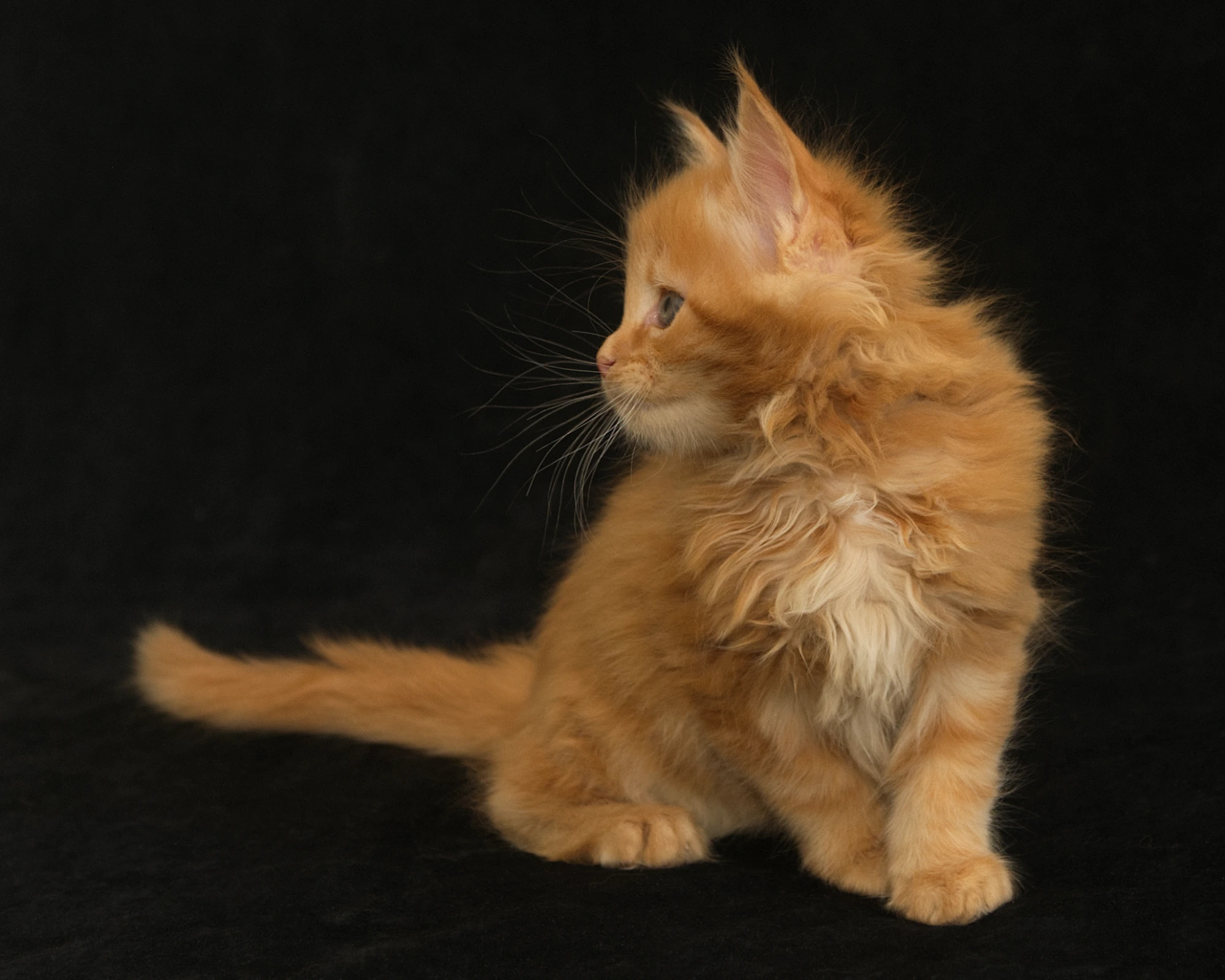 Red classic tabby Maine Coon Kitten Radiant of DLuxxy