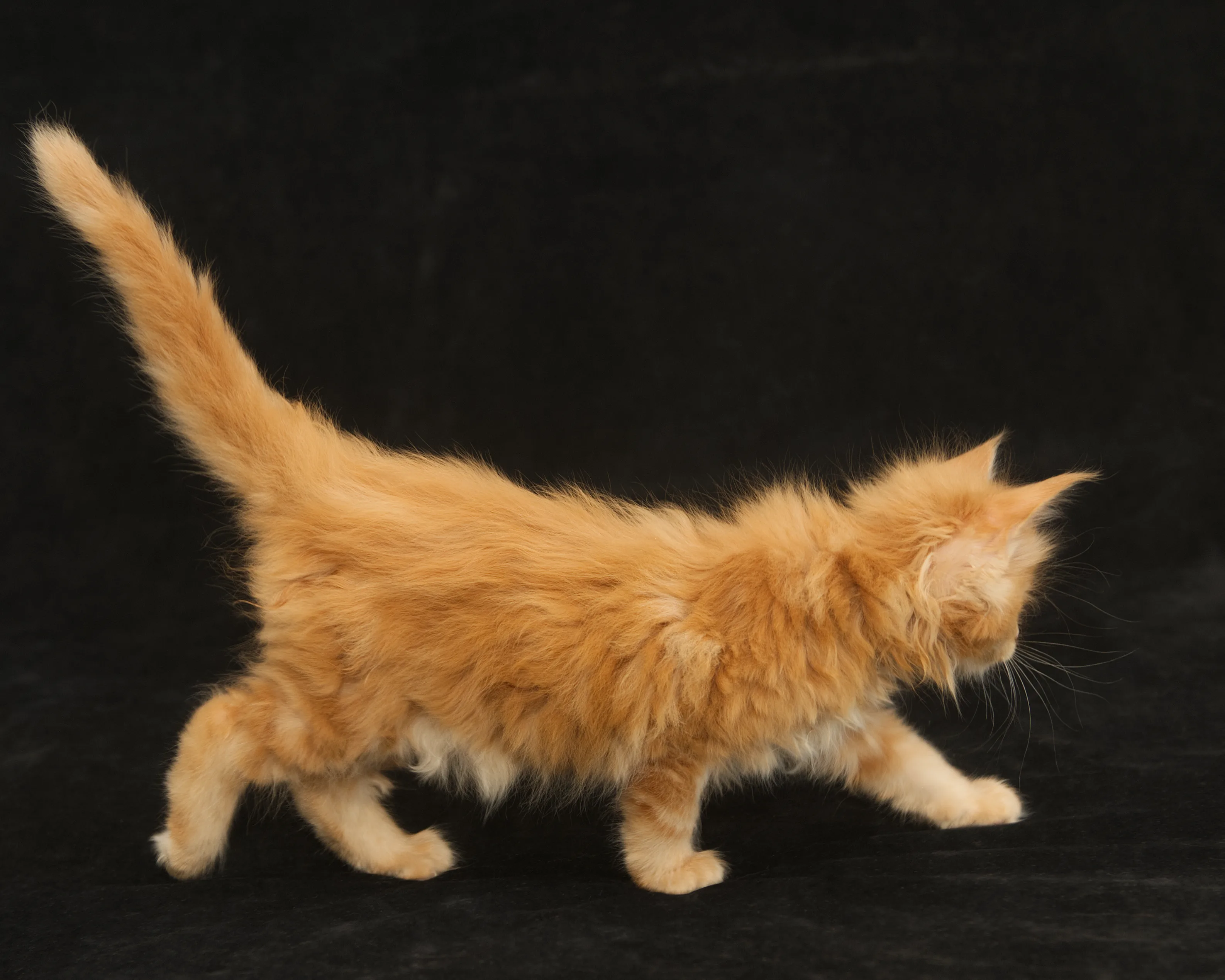 Red classic tabby Maine Coon Kitten Radiant of DLuxxy