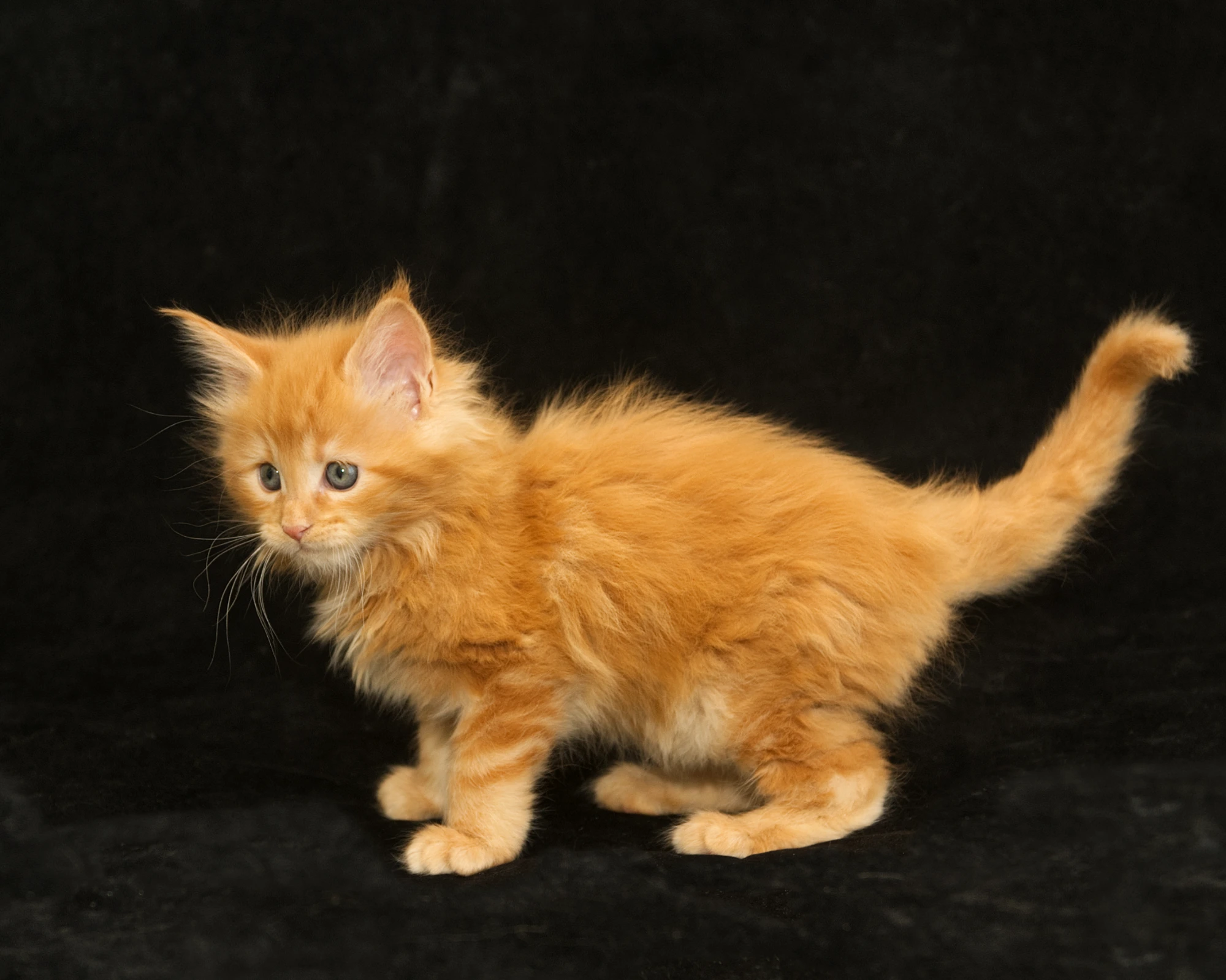 Red classic tabby Maine Coon Kitten Radiant of DLuxxy