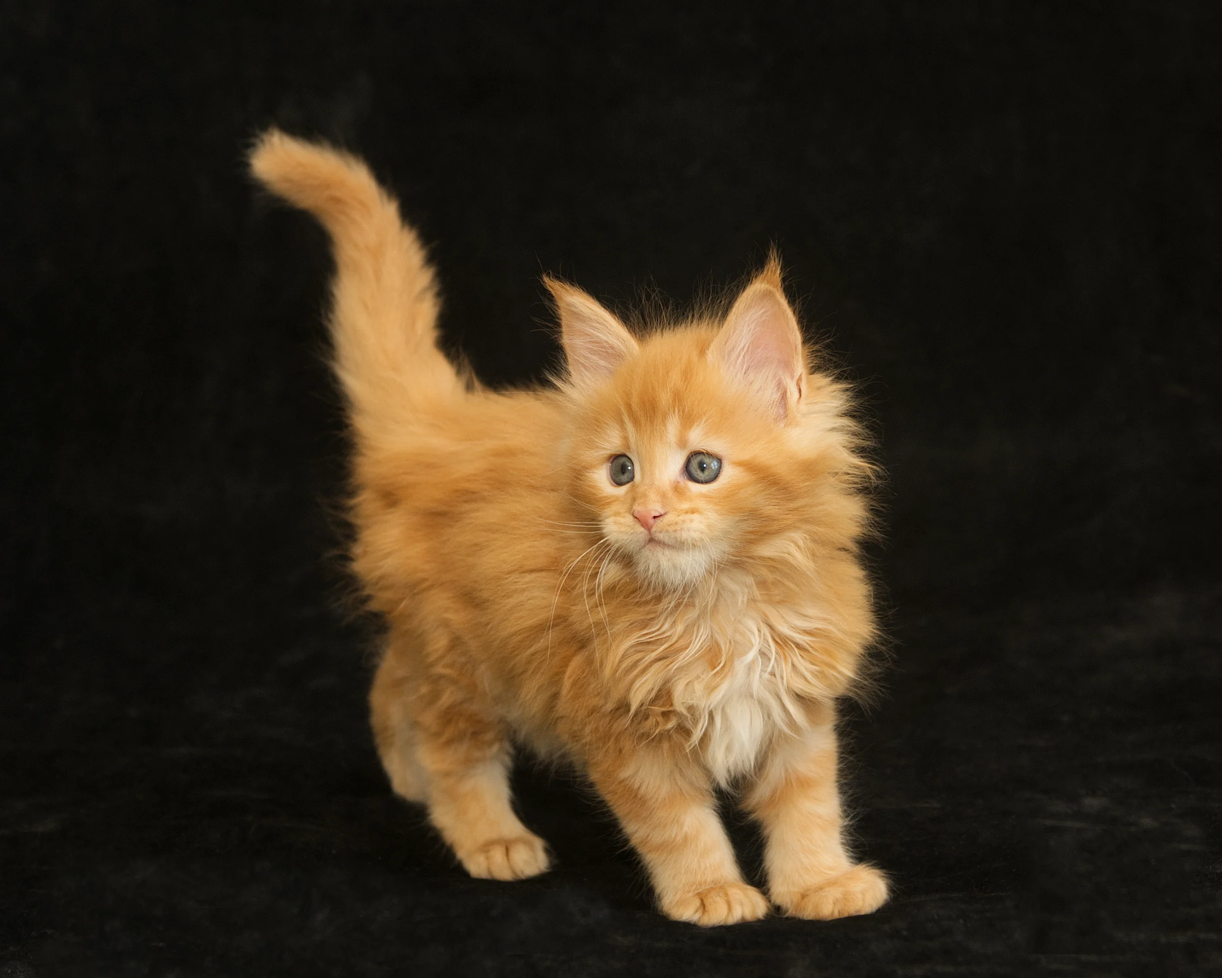 Red classic tabby Maine Coon Kitten Radiant of DLuxxy
