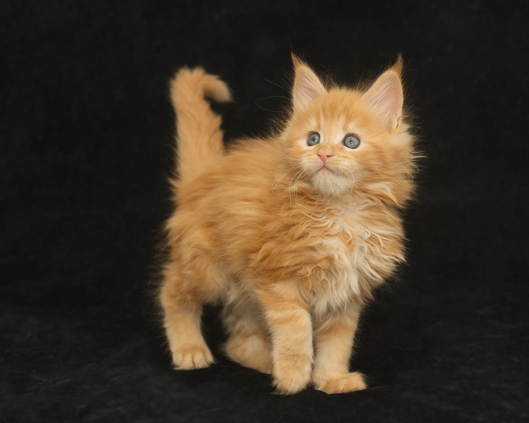 Red classic tabby Maine Coon Kitten Radiant of DLuxxy