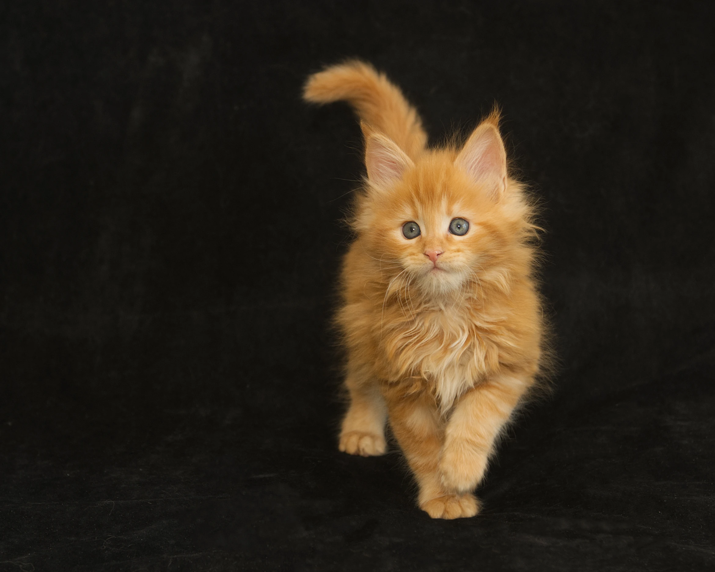 Red classic tabby Maine Coon Kitten Radiant of DLuxxy