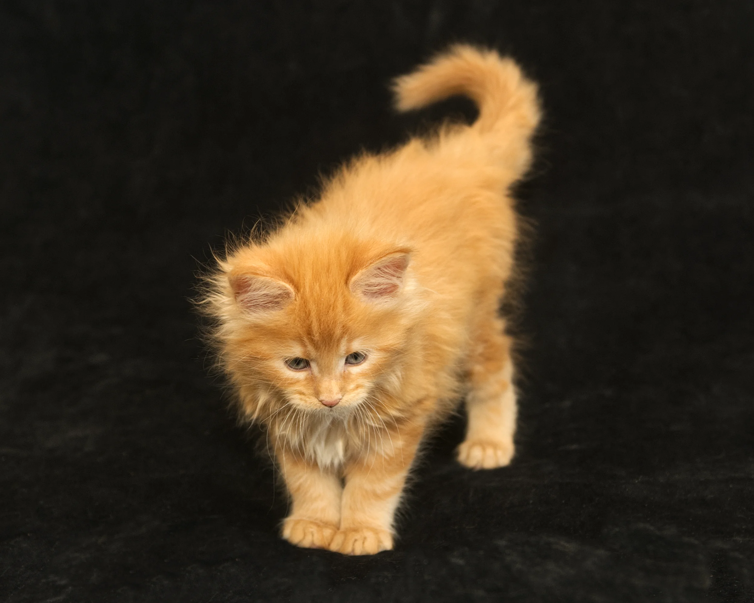 Red classic tabby Maine Coon Kitten Radiant of DLuxxy