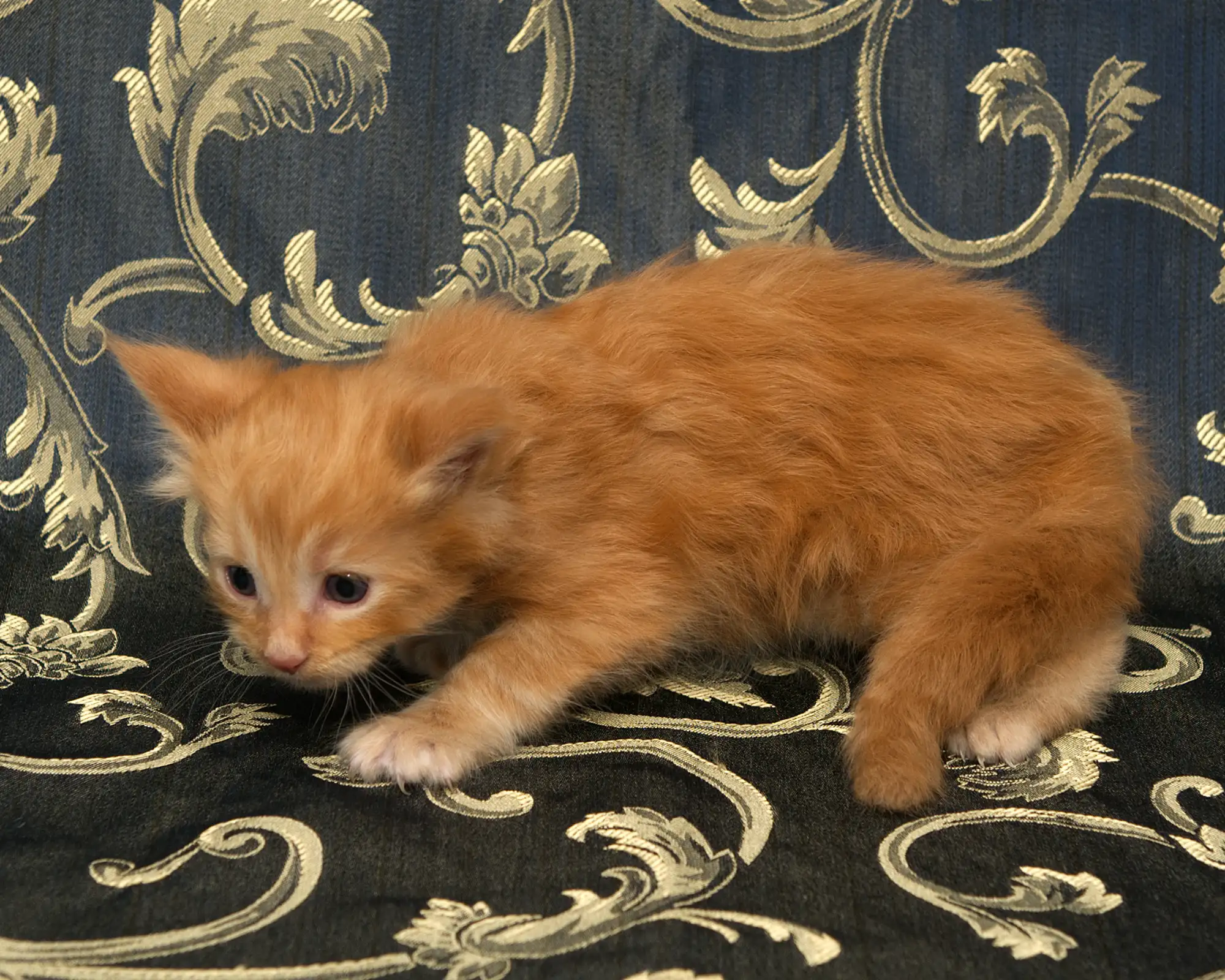 Orange classic tabby Maine Coon kitten Sunny of DLuxxy